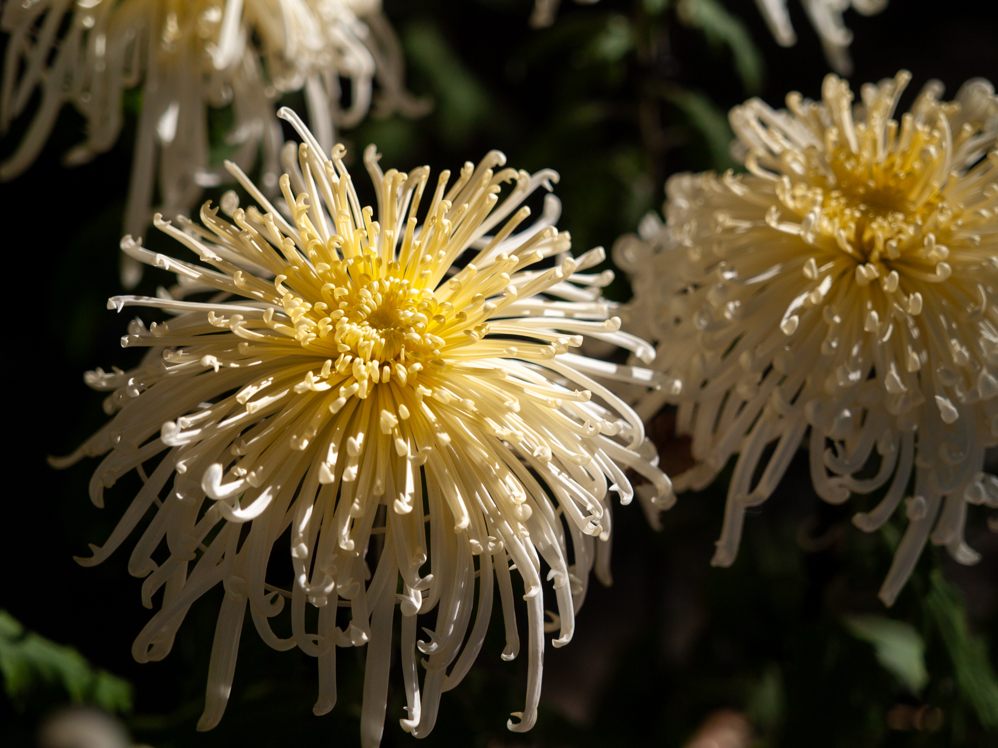 FナンバーがF2という大口径のズームも個人的には好みです。焦点距離が短いので、35mm判換算だと2段ほどしか被写界深度は変わらないんですが、写りは見事ですね。重たいけど。<br><span class="fnt-85">オリンパス E-400／ZUIKO DIGITAL ED 14-35mm F2.0 SWD／35mm（70mm相当）／絞り優先AE（1/4,000秒、F2.0、−0.7EV）／ISO 100</span>