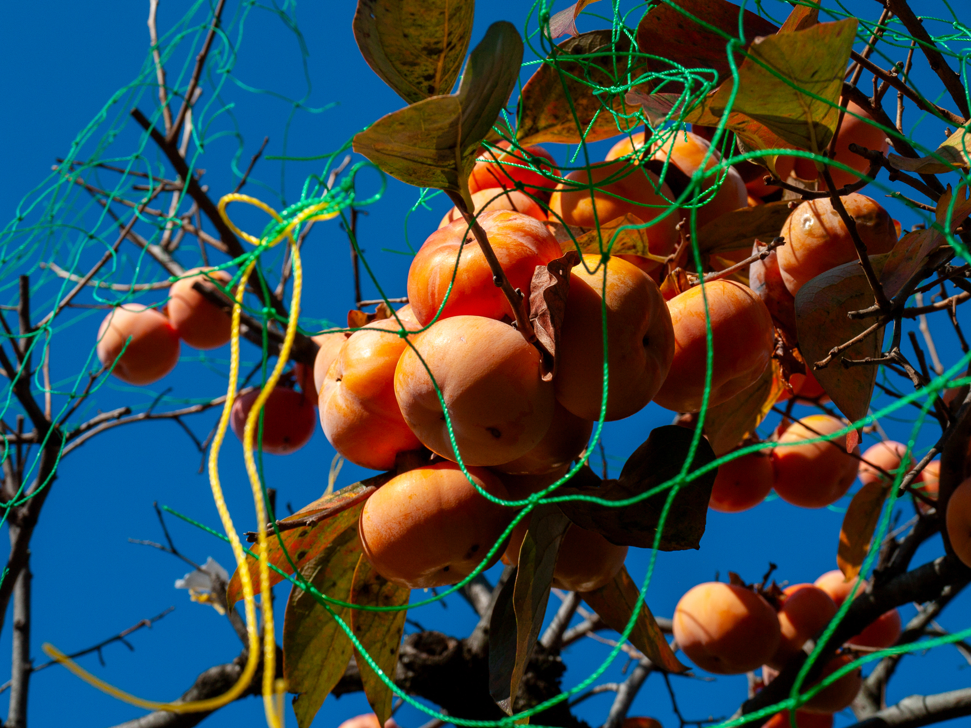 これもまたまたオリンパスブルーですね。ネットを貼って柿を守ろうという知恵なんでしょうが、あまり役立たないみたいな。42mmですが、至近距離だとF8でもそこそこはボケますね。<br><span class="fnt-85">オリンパス E-400／ZUIKO DIGITAL 14-42mm F3.5-5.6／42mm（84mm相当）／絞り優先AE（1/600秒、F8.0、−0.7EV）／ISO 200</span>