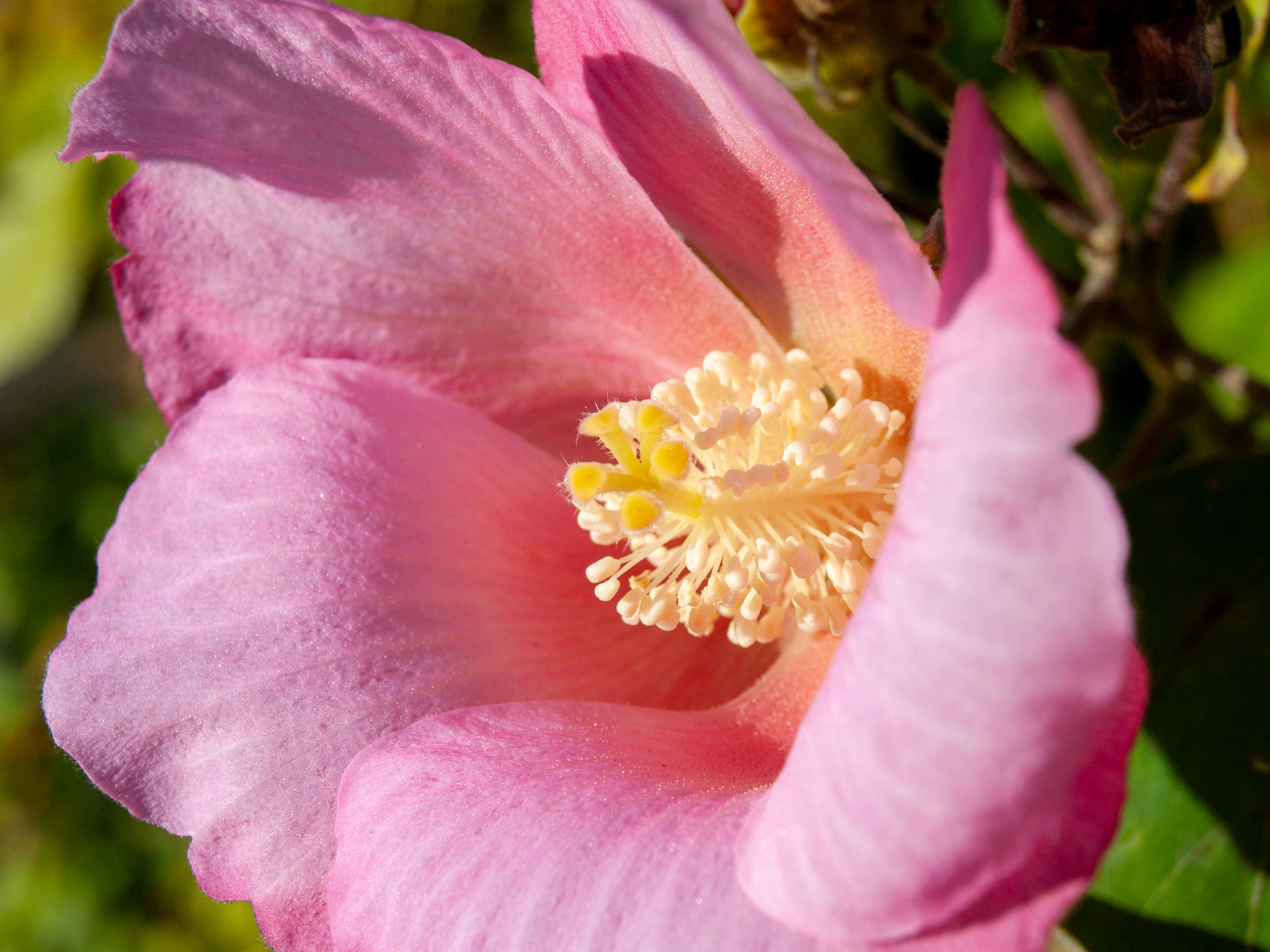 ものすごく安っぽい作りのレンズですが、マクロ並みに花の中に入り込みそうになるほど寄れるレンズなんです。見かけによらず性能が良いことも特徴。プラマウントのレンズは不愉快ですが、この性能なら諦めるしかないのか。<br><span class="fnt-85">オリンパス E-400／ZUIKO DIGITAL 14-42mm F3.5-5.6／42mm（84mm相当）／絞り優先AE（1/800秒、F8.0、±0.0EV）／ISO 200</span>