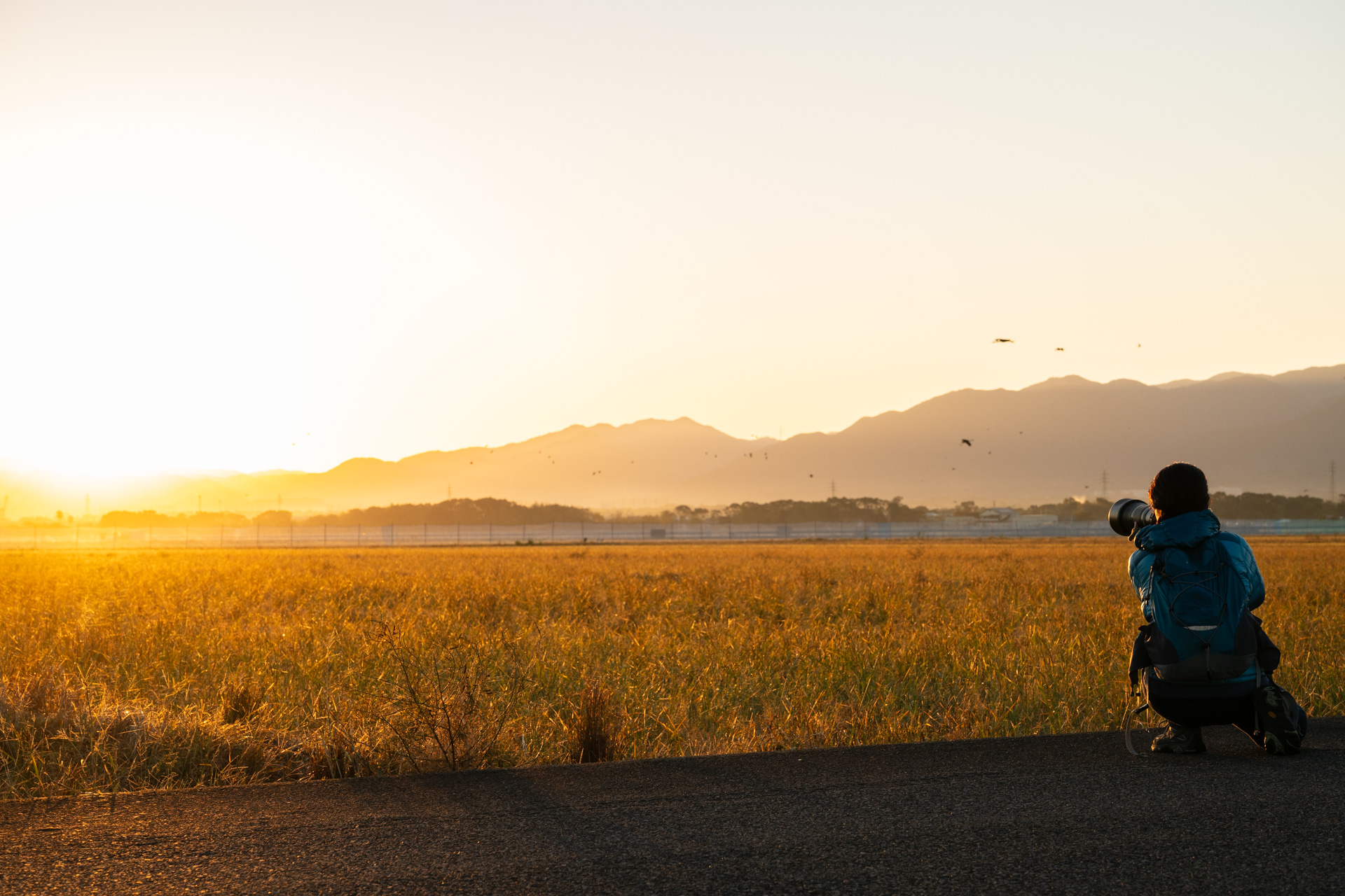 早朝でも飛翔している個体が多かった