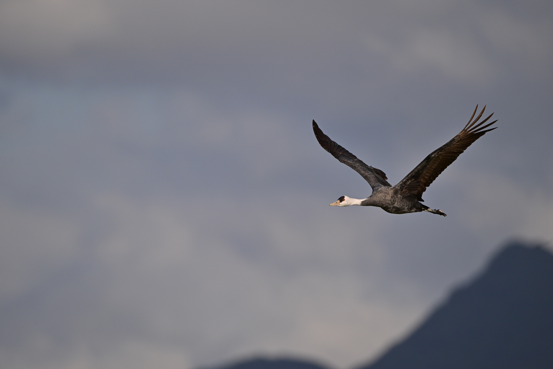 撮影：<a href="https://ganref.jp/m/leiohiiaka418/portfolios">ふらふらだんさー</a>さん<br><span class="fnt-85">ニコン Z8／NIKKOR Z 800mm f/6.3 VR S／800mm／絞り優先AE（1/2,500秒、F8.0、−0.3EV）／ISO 400</span>