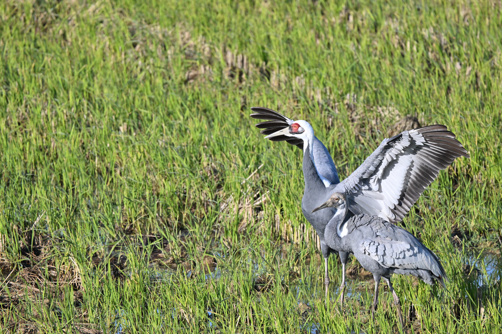 撮影：<a href="https://ganref.jp/m/legacy7010/portfolios">legacy7010</a>さん<br><span class="fnt-85">ニコン Z8／NIKKOR Z 800mm f/6.3 VR S＋TC-1.4x／1,120mm／シャッター優先AE（1/4,000秒、F9.0、＋0.3EV）／ISO 2200</span>