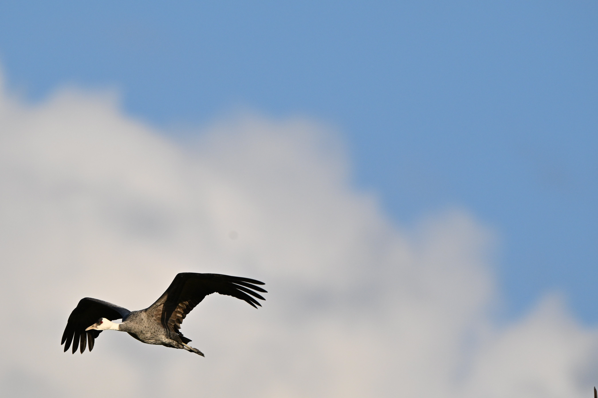 撮影：<a href="https://ganref.jp/m/legacy7010/portfolios">legacy7010</a>さん<br><span class="fnt-85">ニコン Z8／NIKKOR Z 600mm f/4 TC VR S／1,260mm／マニュアル露出（1/2,000秒、F8.0、＋0.7EV）／ISO 500</span>