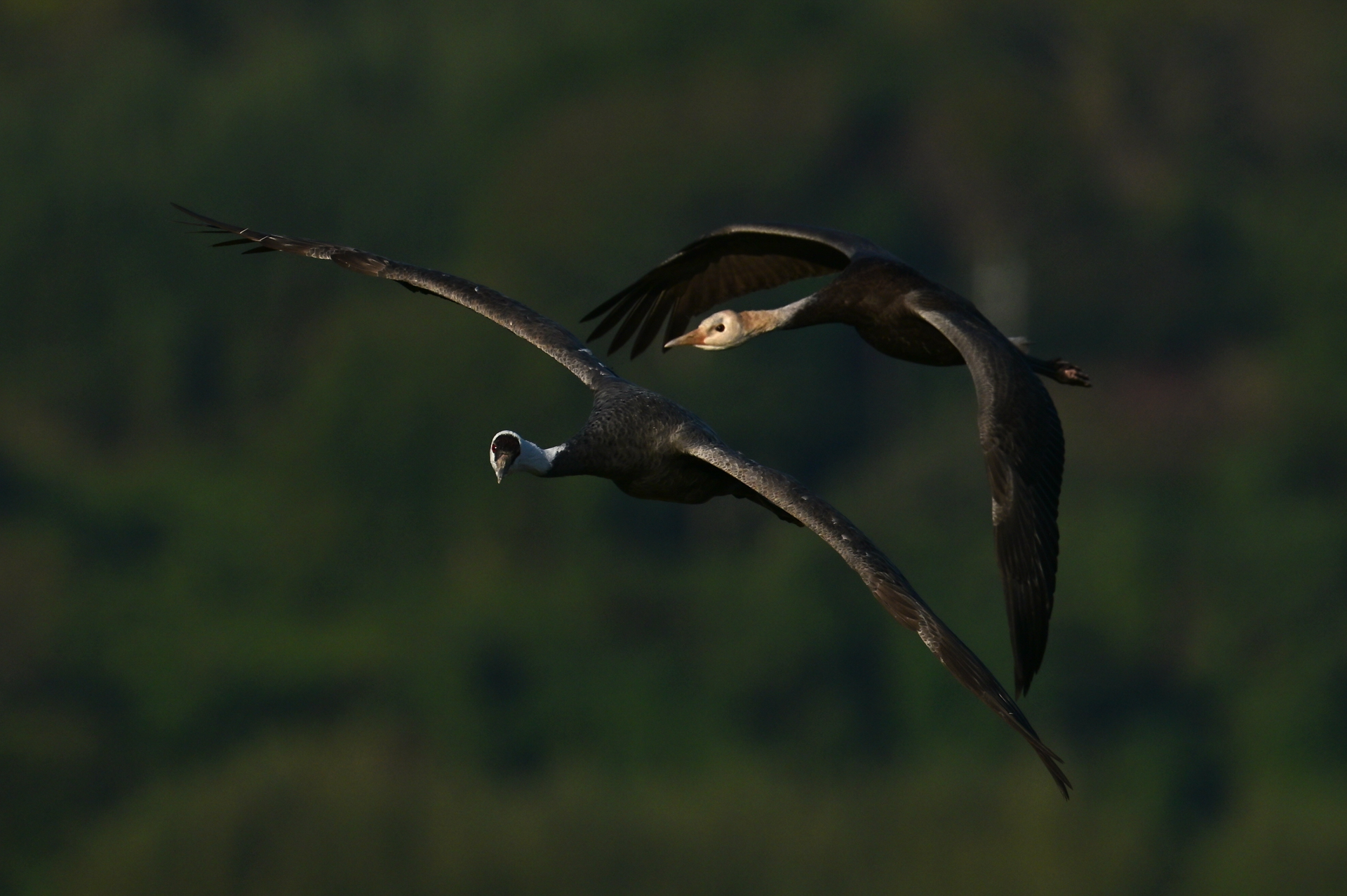 撮影：<a href="https://ganref.jp/m/asuranmama/portfolios">あすらんママ</a>さん<br><span class="fnt-85">ニコン Z8／NIKKOR Z 400mm f/2.8 TC VR S＋TC-2.0x／1,200mm／マニュアル露出（1/2,000秒、F8.0）／ISO 160</span>