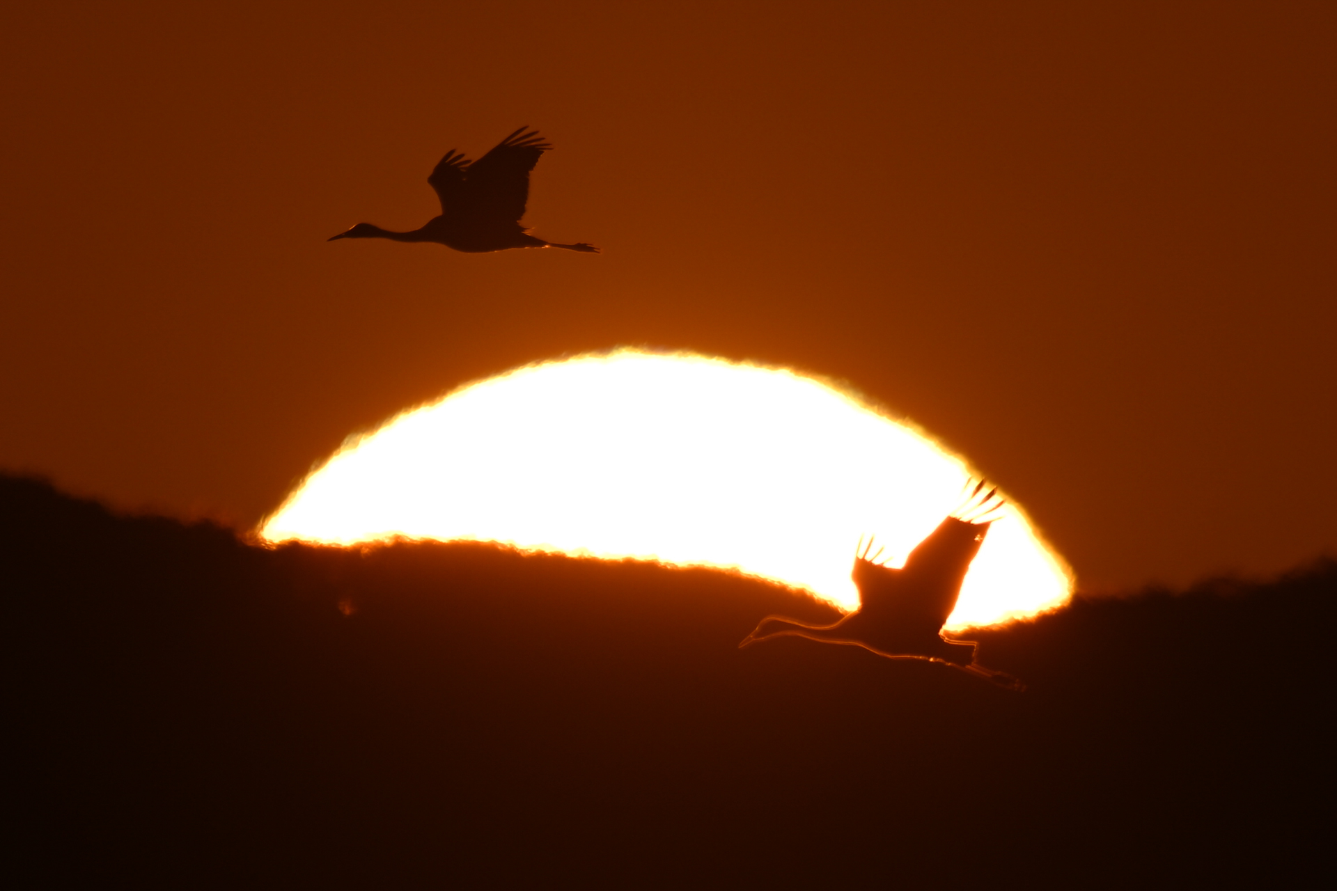 撮影：<a href="https://ganref.jp/m/nekusay/portfolios">KY</a>さん<br><span class="fnt-85">ニコン Z8／NIKKOR Z 400mm f/2.8 TC VR S＋TC-1.4x／1,176mm／マニュアル露出（1/6,400秒、F8.0）／ISO 64</span>