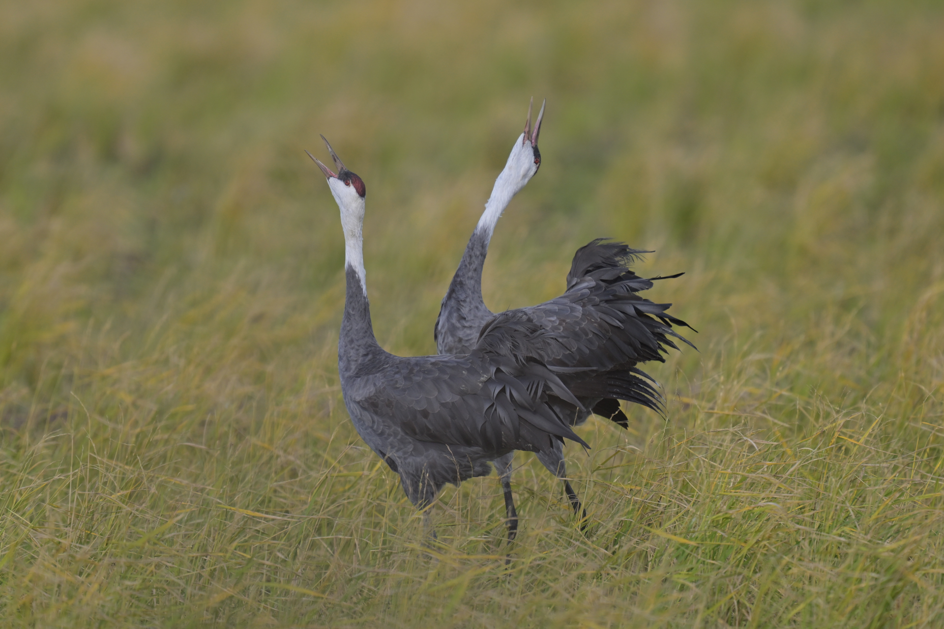 撮影：<a href="https://ganref.jp/m/lupita/portfolios">Lupita</a>さん<br><span class="fnt-85">ニコン Z8／NIKKOR Z 800mm f/6.3 VR S＋TC-1.4x／1,120mm／シャッター優先AE（1/4,000秒、F9.0、＋0.3EV）／ISO 2200</span>