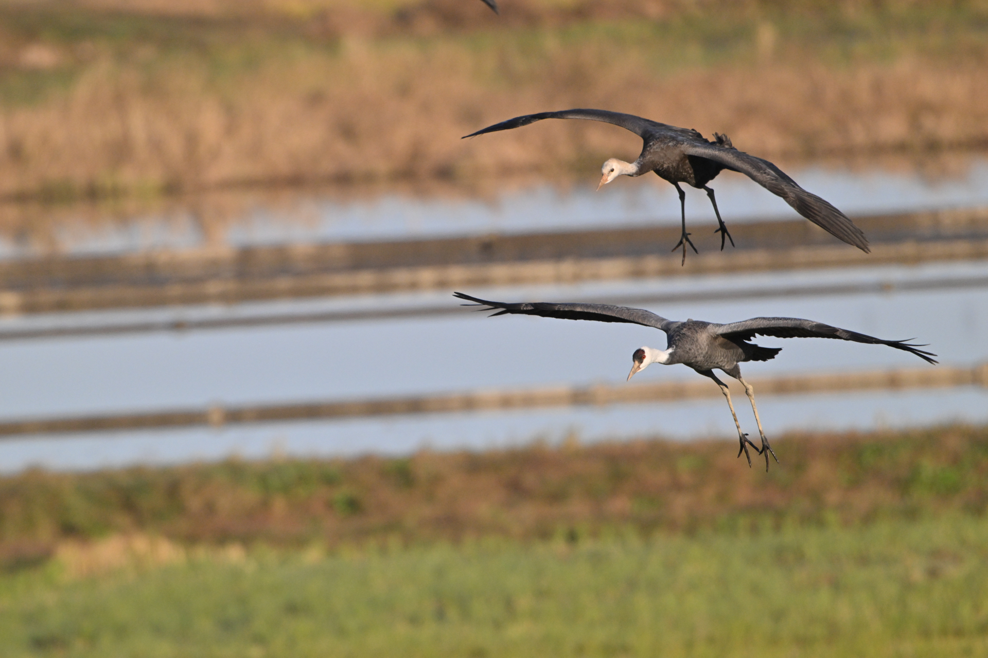撮影：<a href="https://ganref.jp/m/lupita/portfolios">Lupita</a>さん<br><span class="fnt-85">ニコン Z8／NIKKOR Z 600mm f/6.3 VR S＋TC-2.0x／1,200mm／マニュアル露出（1/2,000秒、F14）／ISO 2500</span>