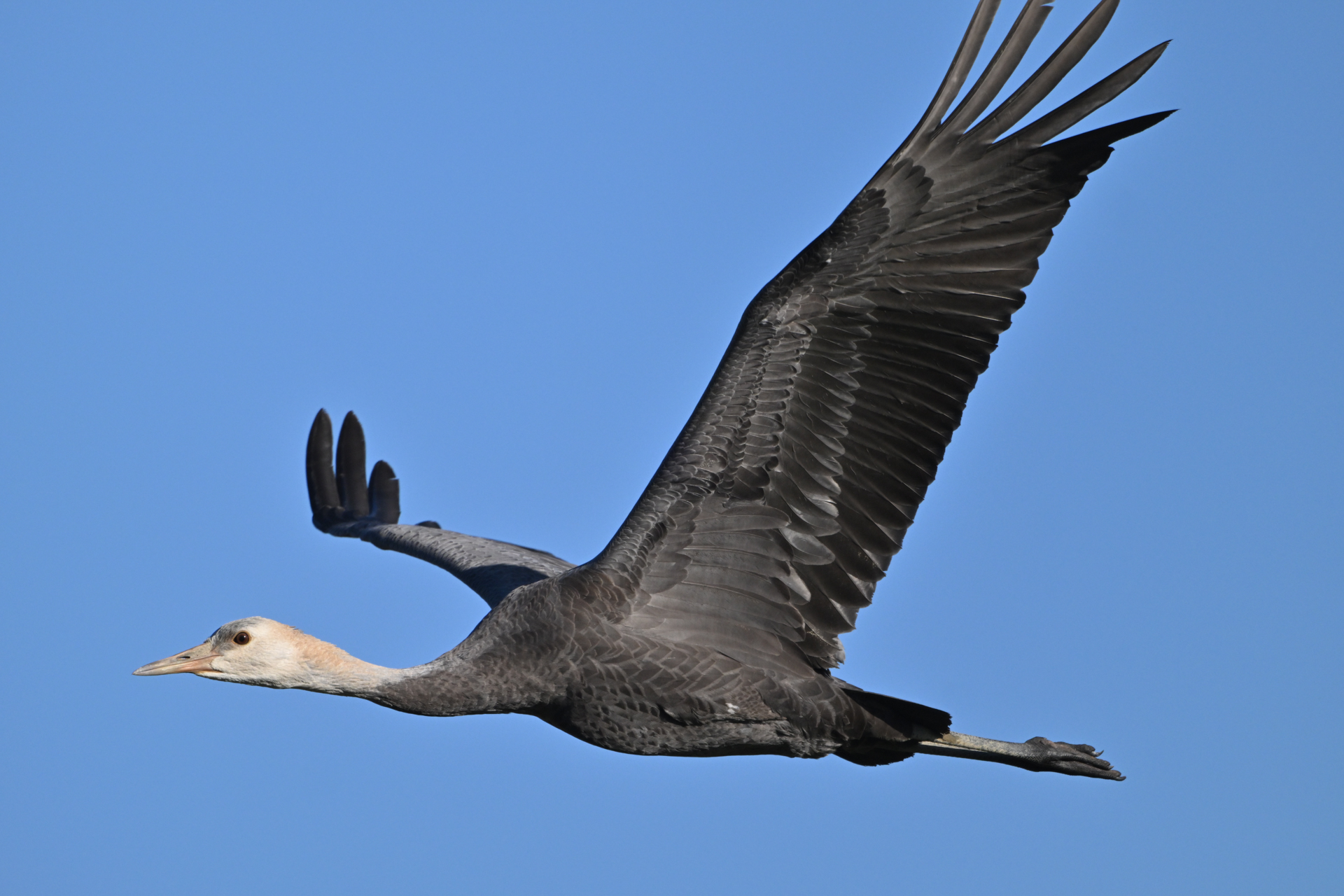 撮影：<a href="https://ganref.jp/m/lupita/portfolios">Lupita</a>さん<br><span class="fnt-85">ニコン Z8／NIKKOR Z 600mm f/6.3 VR S＋TC-2.0x／1,200mm／マニュアル露出（1/2,000秒、F14）／ISO 1250</span>