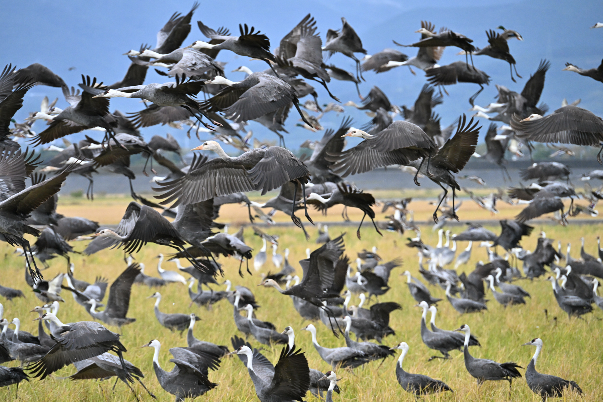 撮影：<a href="https://ganref.jp/m/sumidaman/portfolios">NEONEO</a>さん<br><span class="fnt-85">ニコン Z8／NIKKOR Z 28-400mm f/4-8 VR／260mm／シャッター速度優先AE（1/800秒、F8.0）／ISO 2500</span>