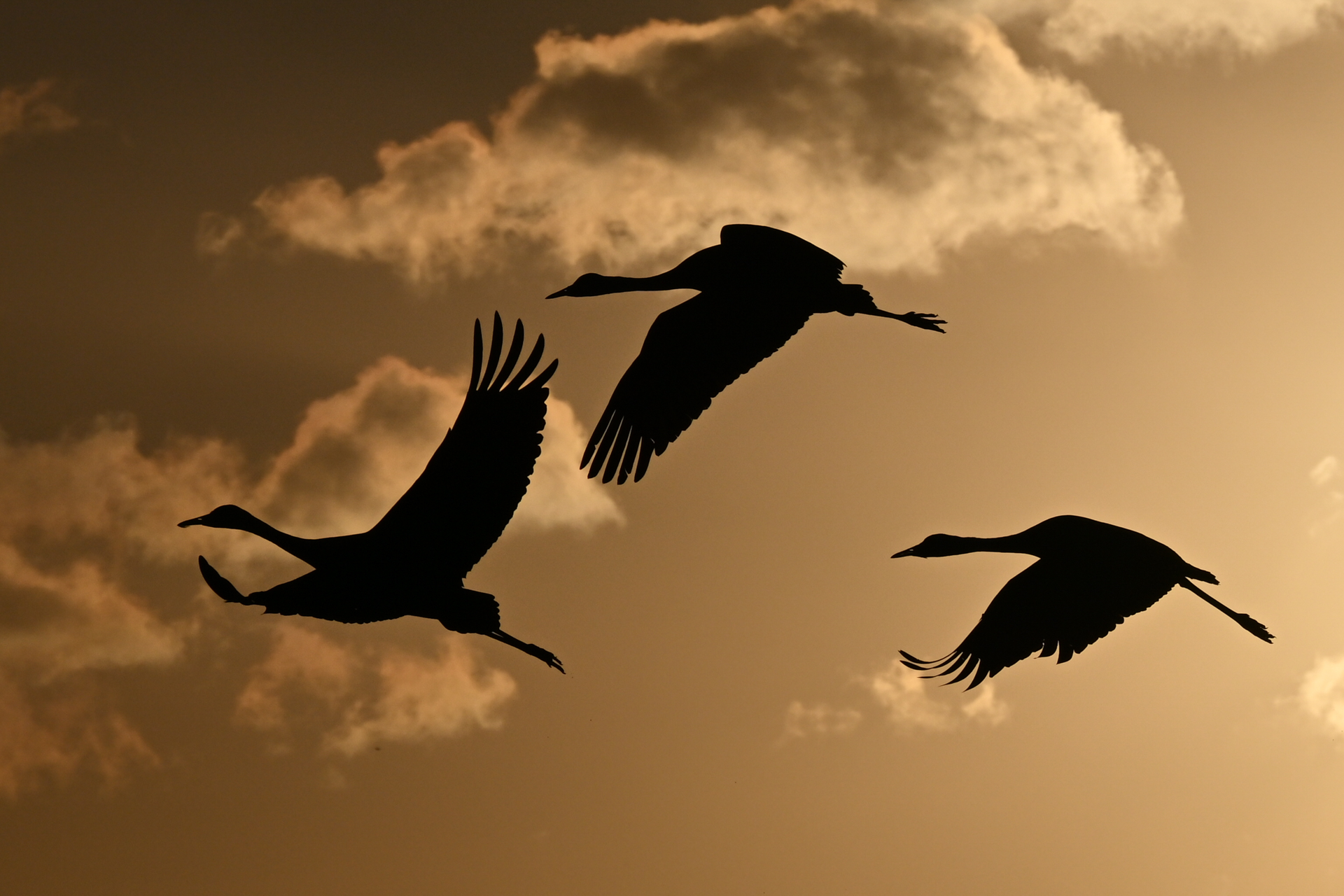 撮影：<a href="https://ganref.jp/m/sumidaman/portfolios">NEONEO</a>さん<br><span class="fnt-85">ニコン Z8／NIKKOR Z 28-400mm f/4-8 VR／220mm／プログラムAE（1/10,000秒、F13）／ISO 200</span>