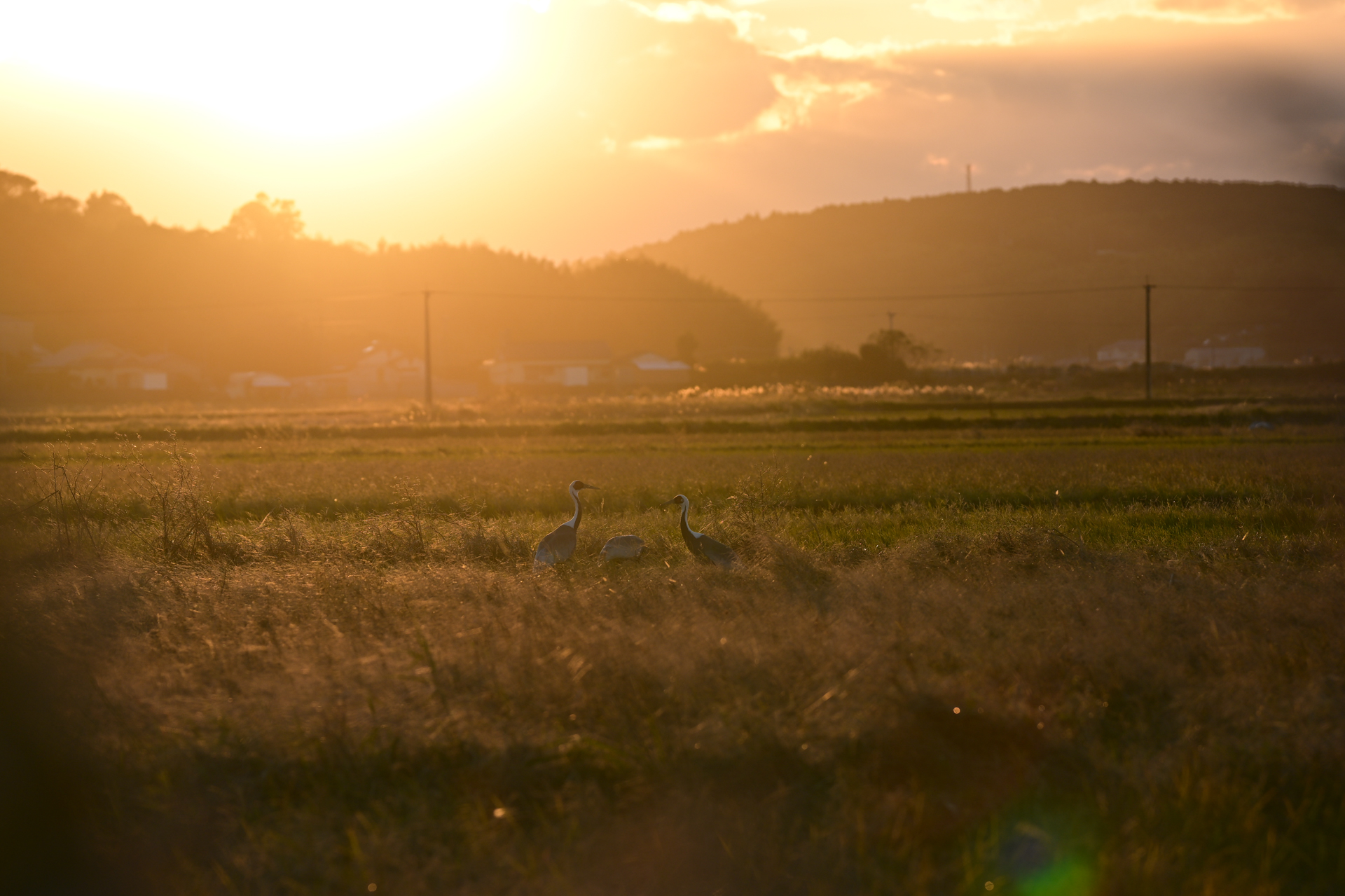 撮影：<a href="https://ganref.jp/m/qiqiyo/portfolios">sonoka</a>さん<br><span class="fnt-85">ニコン Z8／NIKKOR Z 135mm f/1.8 S Plena／135mm／マニュアル露出（1/1,250秒、F2.8）／ISO 80</span>