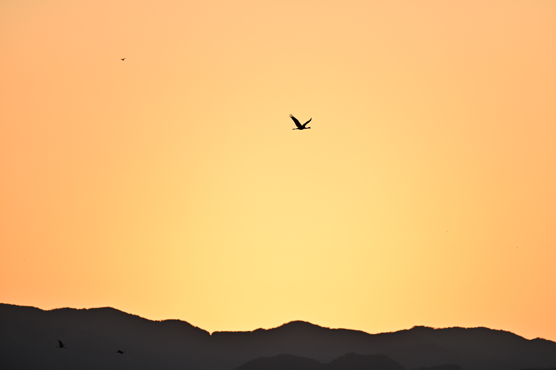 撮影：<a href="https://ganref.jp/m/qiqiyo/portfolios">sonoka</a>さん<br><span class="fnt-85">ニコン Z8／NIKKOR Z 400mm f/2.8 TC VR S／400mm／マニュアル露出（1/2,000秒、F5.0）／ISO 640</span>