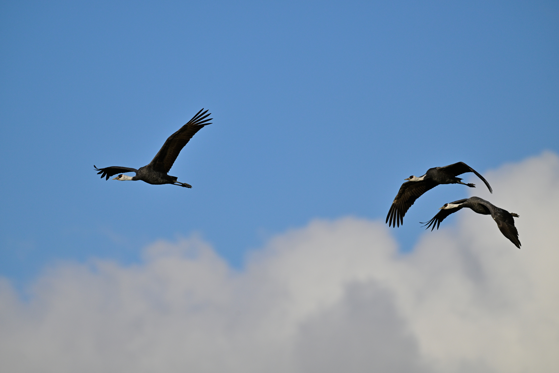 撮影：<a href="https://ganref.jp/m/yoshiwi/portfolios">くにひろ</a>さん<br><span class="fnt-85">ニコン Z8／NIKKOR Z 180-600mm f/5.6-6.3 VR／600mm／マニュアル露出（1/3,200秒、F6.3、＋0.7EV）／ISO 400</span>