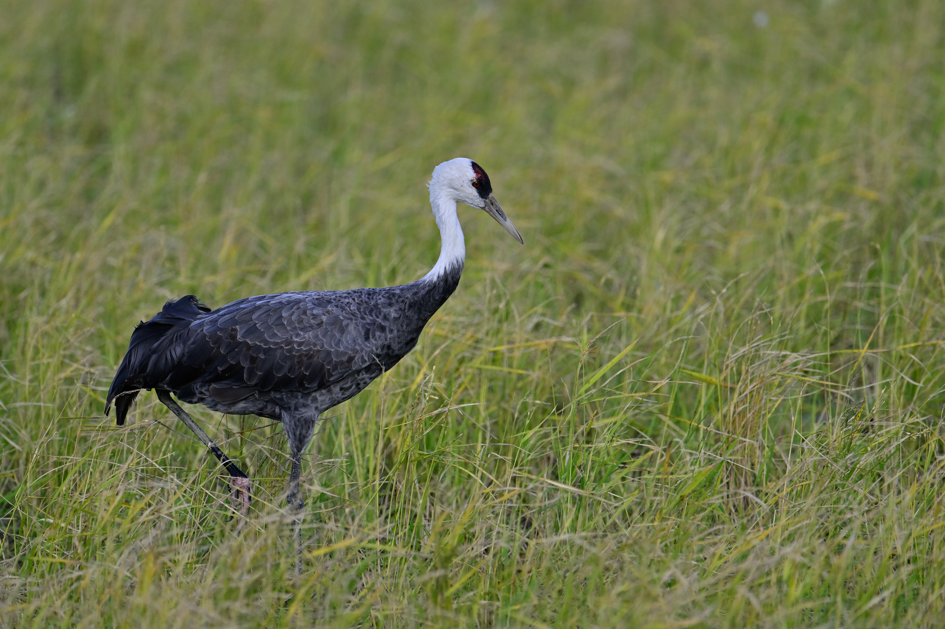 撮影：<a href="https://ganref.jp/m/yoshiwi/portfolios">くにひろ</a>さん<br><span class="fnt-85">ニコン Z8／NIKKOR Z 400mm f/4.5 VR S／600mm／マニュアル露出（1/2,000秒、F4.5）／ISO 360</span>