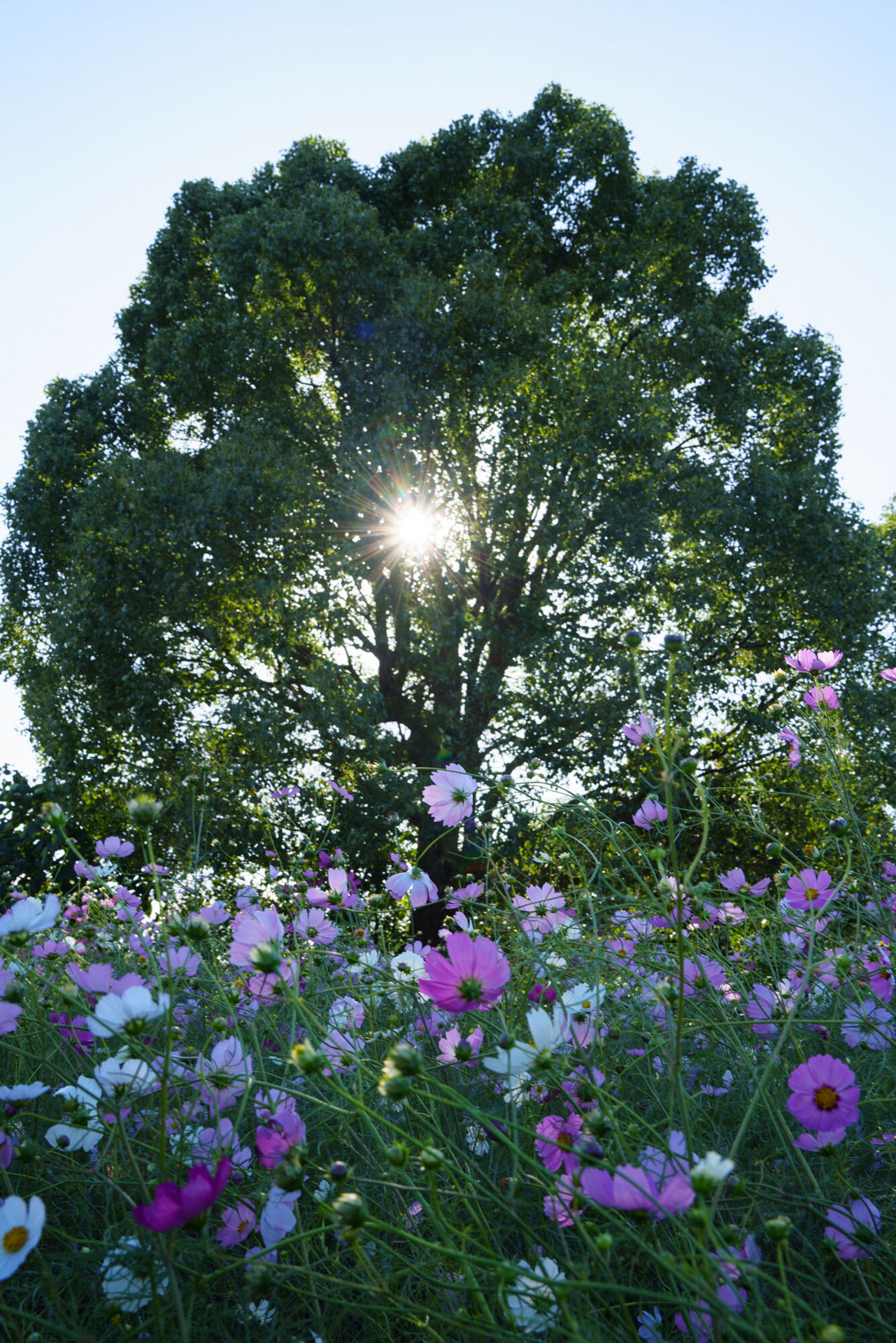 フィルター未使用