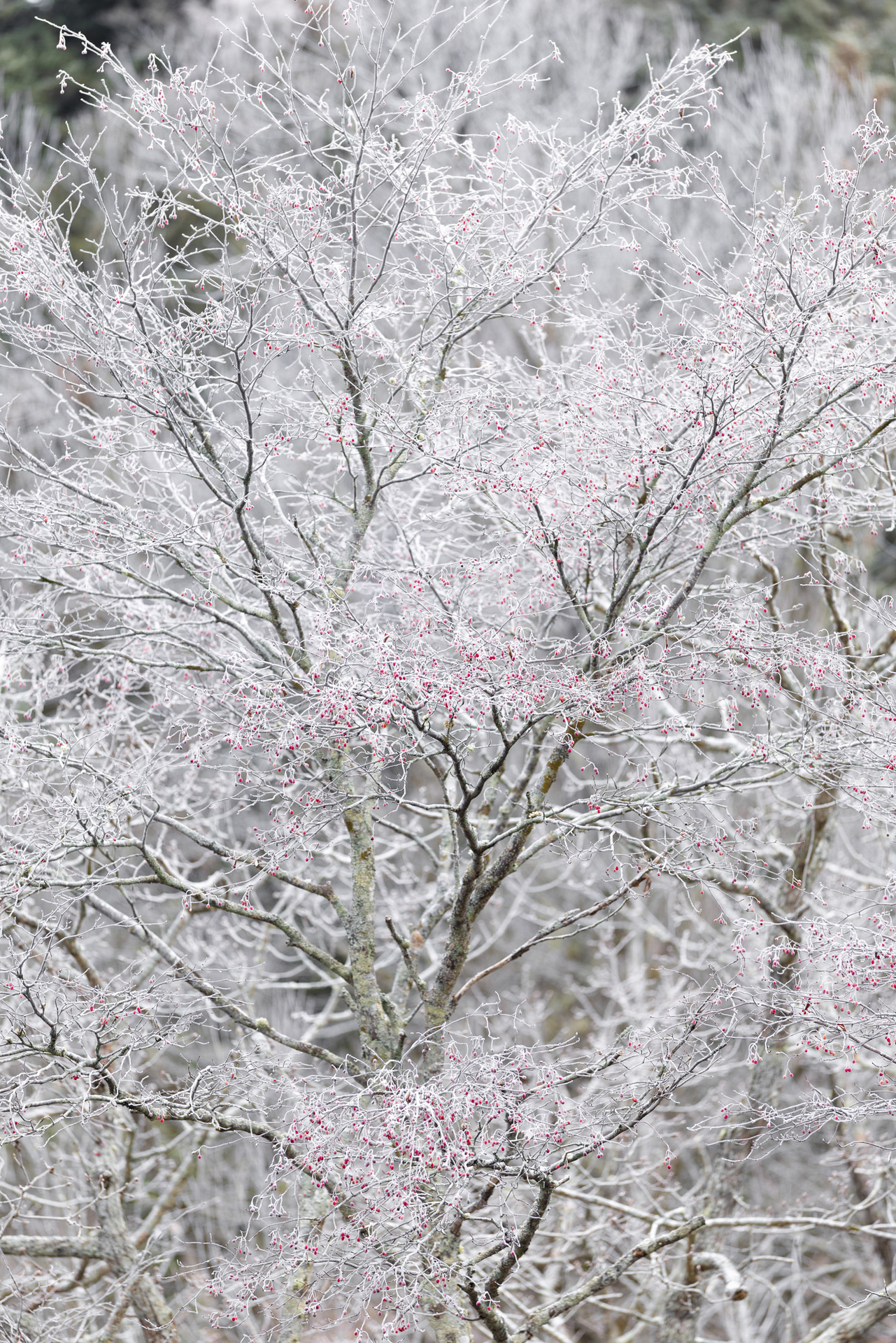 200mmながら1/80秒で手持ち撮影。レンズ単体で5.5段という強力な手ブレ補正効果で、霧氷に覆われた赤いナナカマドの実が繊細に描かれた<br><span class="fnt-85">キヤノン EOS R5 Mark II／RF70-200mm F2.8 L IS USM Z／200mm／マニュアル露出（F2.8、1/80秒）／ISO 50／WB：オート</span>
