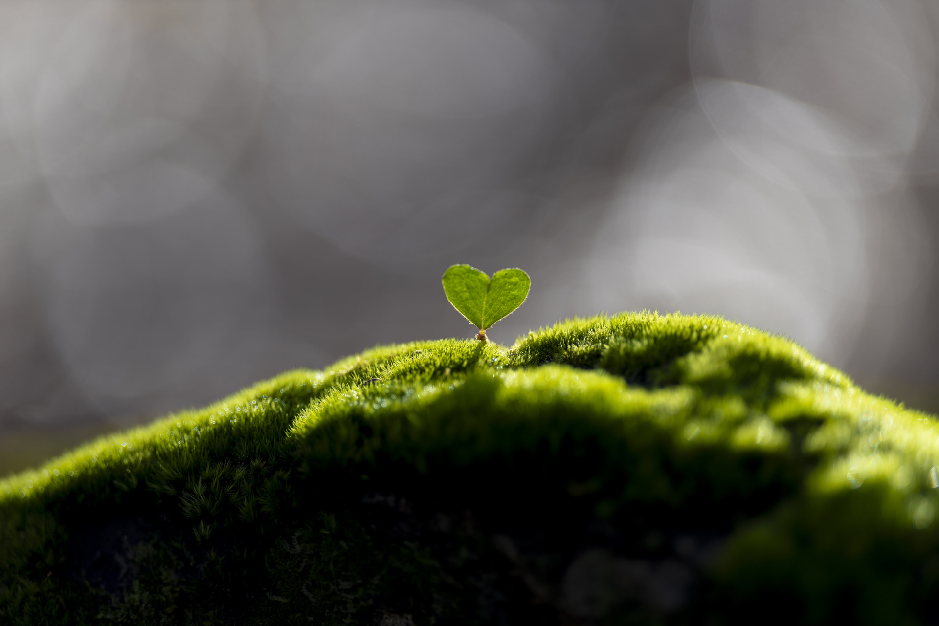 200mm側で68cmまで近寄れば、最大撮影倍率0.3倍という能力を有し、開放F2.8のボケを生かしたマクロ撮影が楽しめる。コケの上に顔を出すハート形の葉が何ともかわいらしい<br><span class="fnt-85">キヤノン EOS R5 Mark II／RF70-200mm F2.8 L IS USM Z／200mm／マニュアル露出（F2.8、1/250秒）／ISO 100／WB：オート</span>