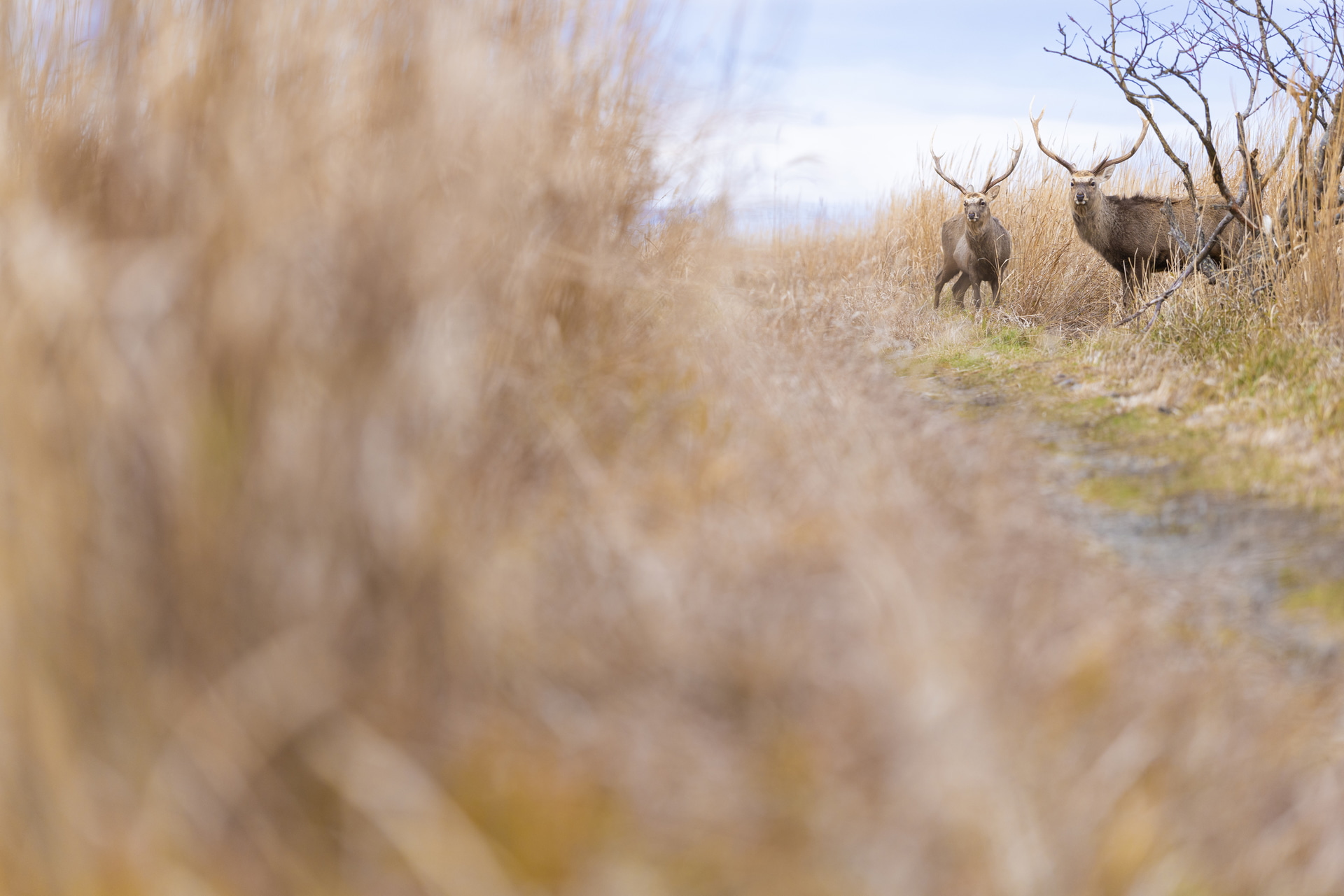 望遠端の200mm、開放F2.8で撮影したエゾシカ。手前のとろけるようなボケに対し、立派な角までもシャープに捉えるピント部の描写力がこのレンズ最大の魅力。AFも速く、動体撮影でも安心して使える<br><span class="fnt-85">キヤノン EOS R5 Mark II／RF70-200mm F2.8 L IS USM Z／200mm／マニュアル露出（F2.8、1/200秒）／ISO 320／WB：オート</span>