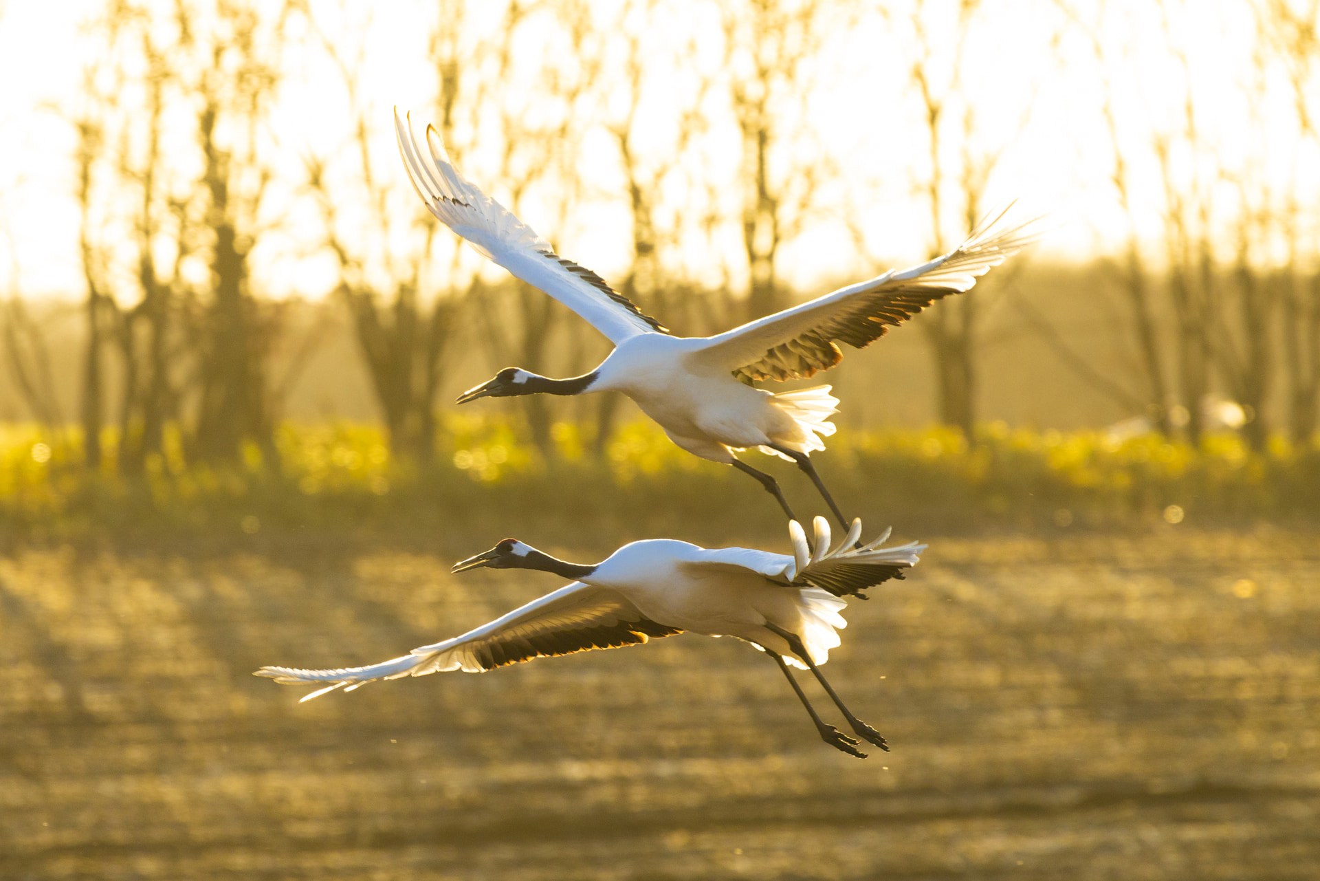 EXTENDER RF2xと組み合わせて400mmで撮影。装着しない場合と遜色ないほどにAFのレスポンスも高速で、朝日の下を神秘的に舞うタンチョウを見事に捉えてくれた<br><span class="fnt-85">キヤノン EOS R5 Mark II／RF70-200mm F2.8 L IS USM Z+EXTENDER RF2x／400mm／マニュアル露出（F6.3、1/1,000秒）／ISO 800／WB：オート</span>