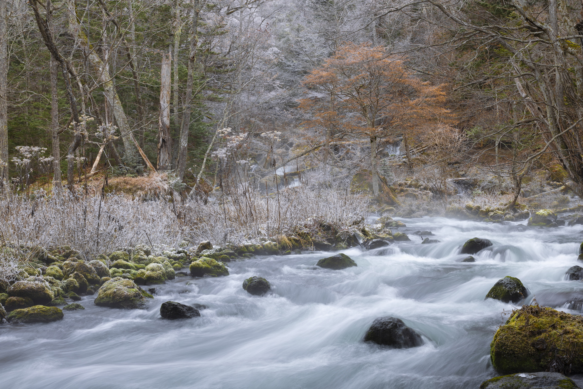 11月末とはいえ、朝の阿寒湖は氷点下の極寒。F16まで絞り込んだ描写力の高さが、霧氷に包まれた木々の一部に残る色づく紅葉を捉えた。繊細な描写のおかげで、儚さの中にある美しさを伝えられた<br><span class="fnt-85">キヤノン EOS R5 Mark II／RF50mm F1.4 L VCM／50mm／マニュアル露出（F16、1/2秒）／ISO 50／WB：オート</span>
