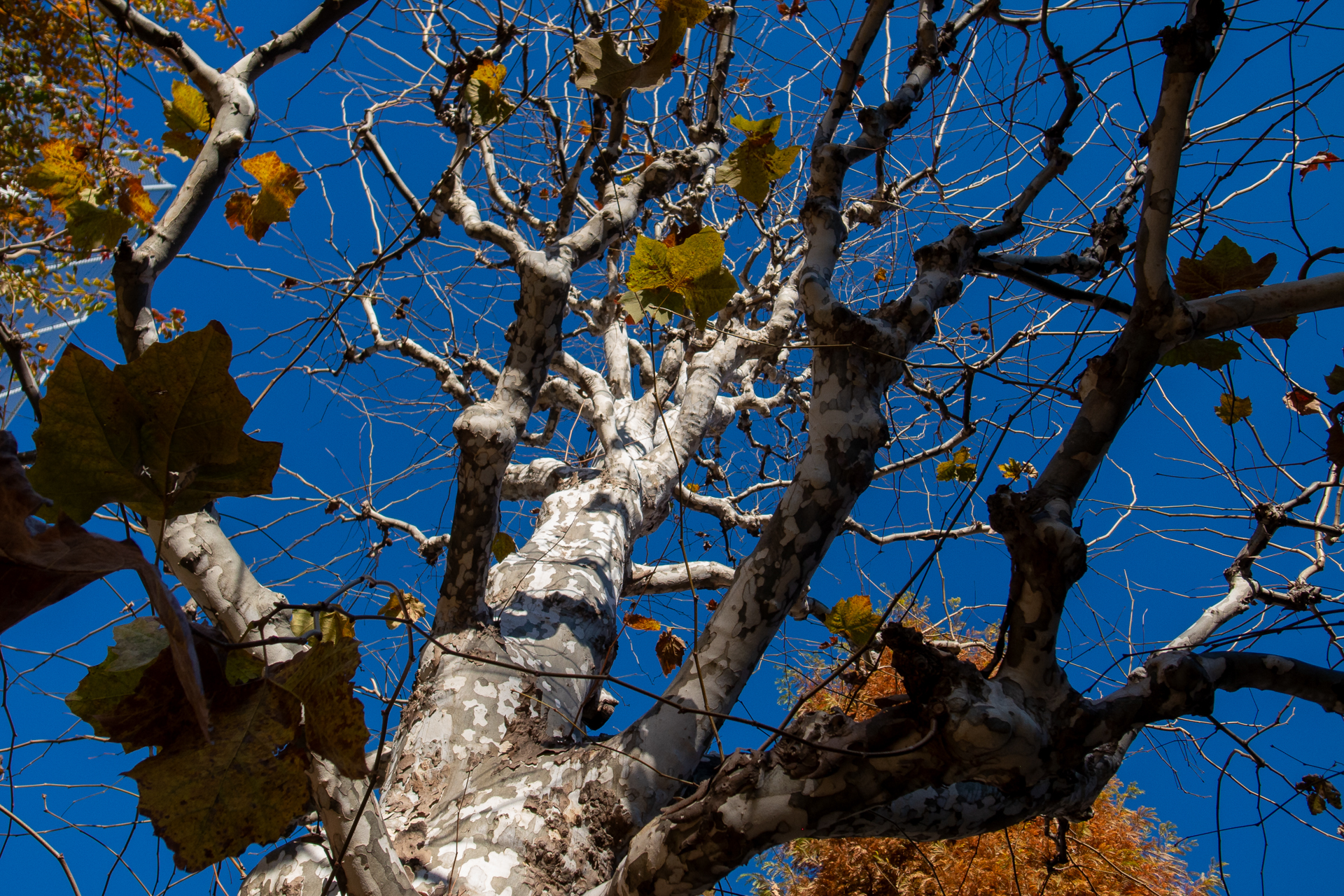 本当はパンフォーカスで撮影したかったのですが、カメラのPモードはレンズのシャープネスを優先したのかなあ。絞りは開き気味です。木の上の方は被写界深度内に入らずフォーカスがユルいですね。<br><span class="fnt-85">GR DIGITAL IV／6mm（28mm相当）／絞り優先AE（1/2,000秒、F2.2、−0.3EV）／ISO 100</span>