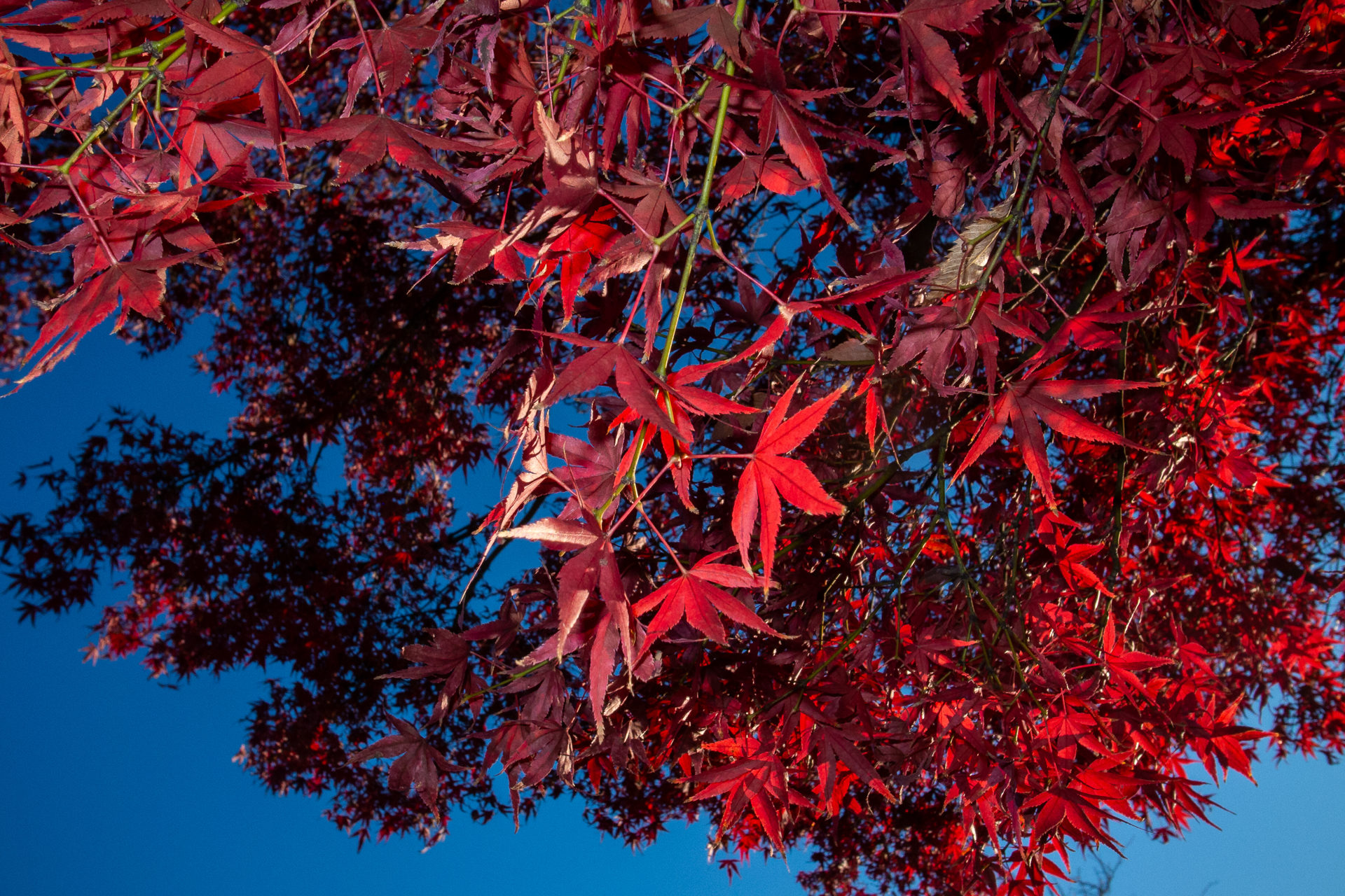 せっかくの内蔵ストロボ使わないのはもったいないぜということで光らせてみましたが。なかなか良いバランスが取れました。<br><span class="fnt-85">GR DIGITAL IV／6mm（28mm相当）／プログラムAE（1/800秒、F5.6、−1.0EV）／ISO 200</span>