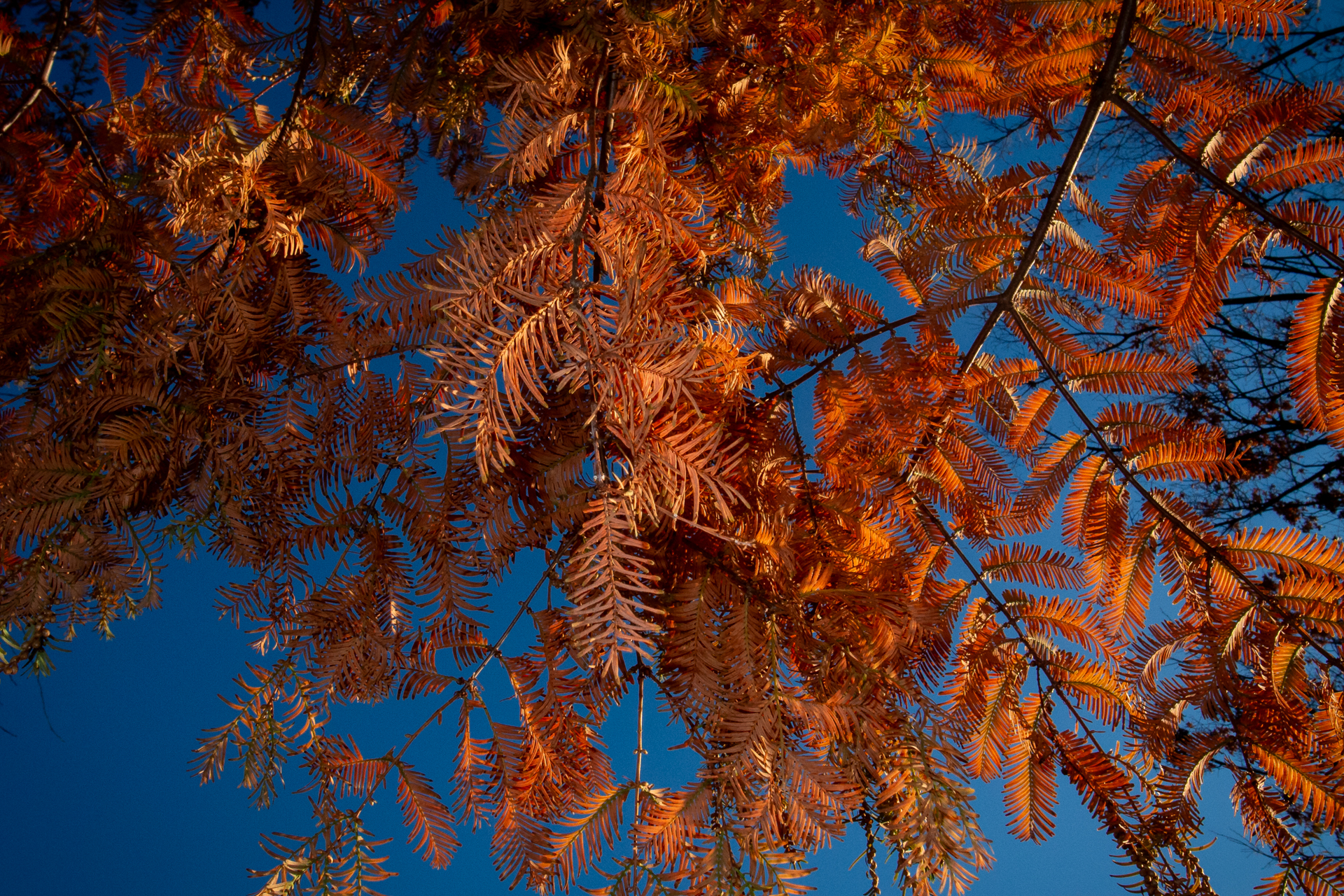 これも枯れた葉に向かい日中シンクロ撮影をしてみました。細部まで見てみると緻密な描写というわけではありませんが、通常ではこの画質で十分ですね。<br><span class="fnt-85">GR DIGITAL IV／6mm（28mm相当）／プログラムAE（1/800秒、F6.3、−1.0EV）／ISO 200</span>