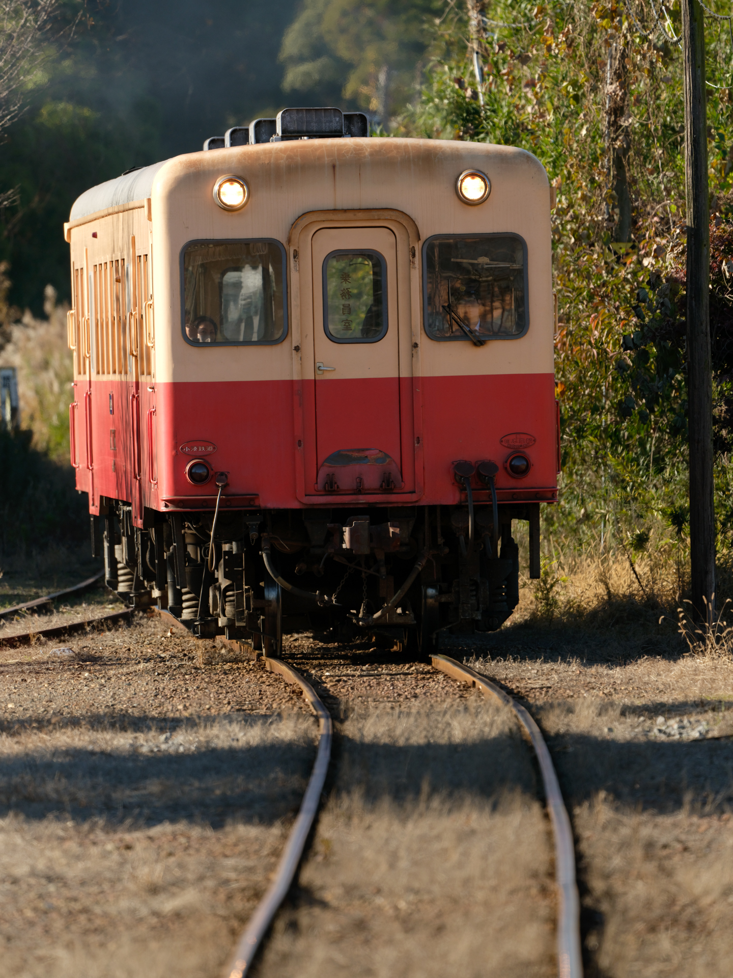 GFX100S II／GF500mmF5.6 R LM OIS WR／500mm（396mm相当）／マニュアル露出（1/640秒、F8.0）／ISO 800