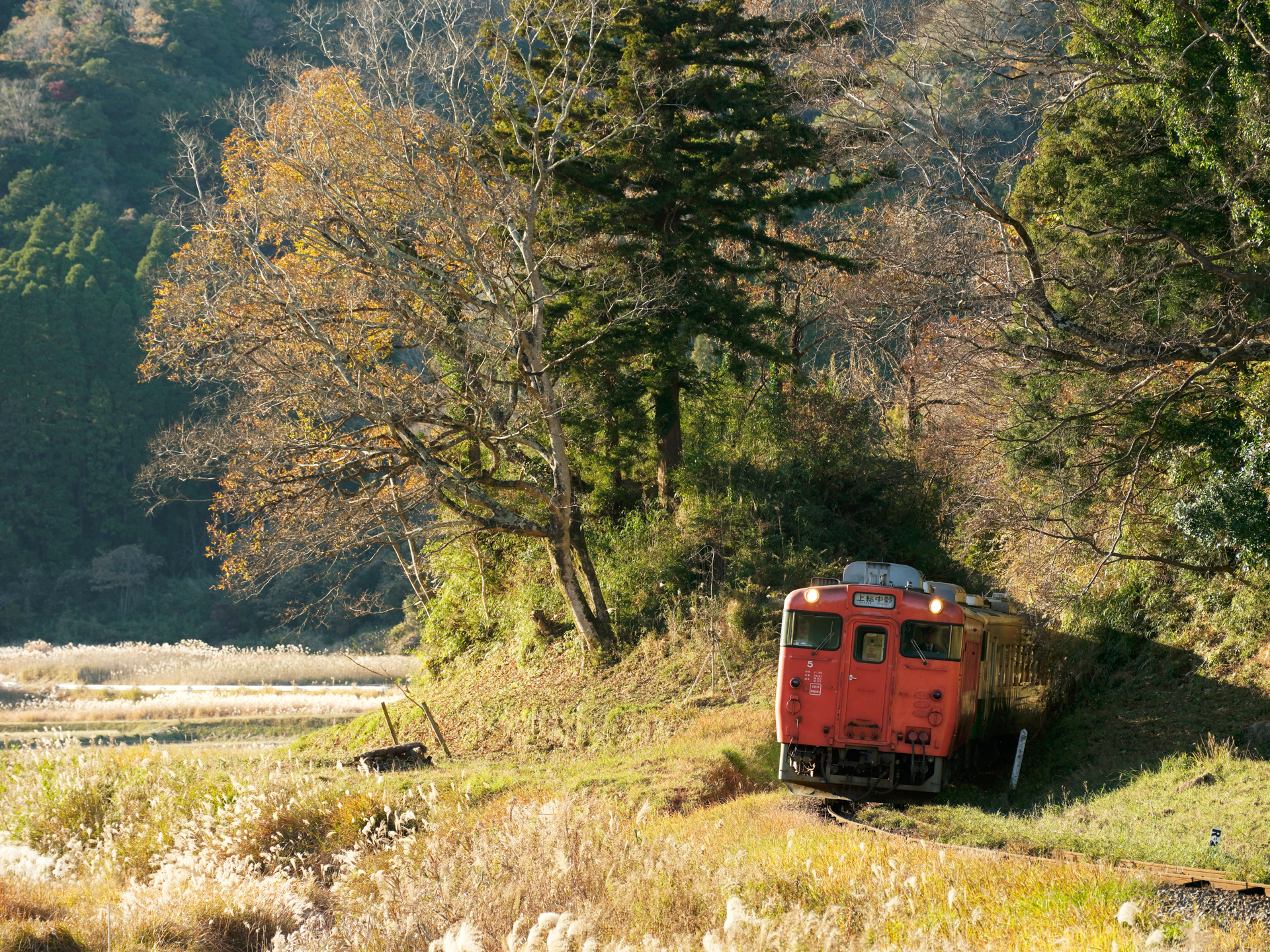 GFX100S II／GF100-200mmF5.6 R LM OIS WR／200mm（158mm相当）／マニュアル露出（1/500秒、F8.0）／ISO 400
