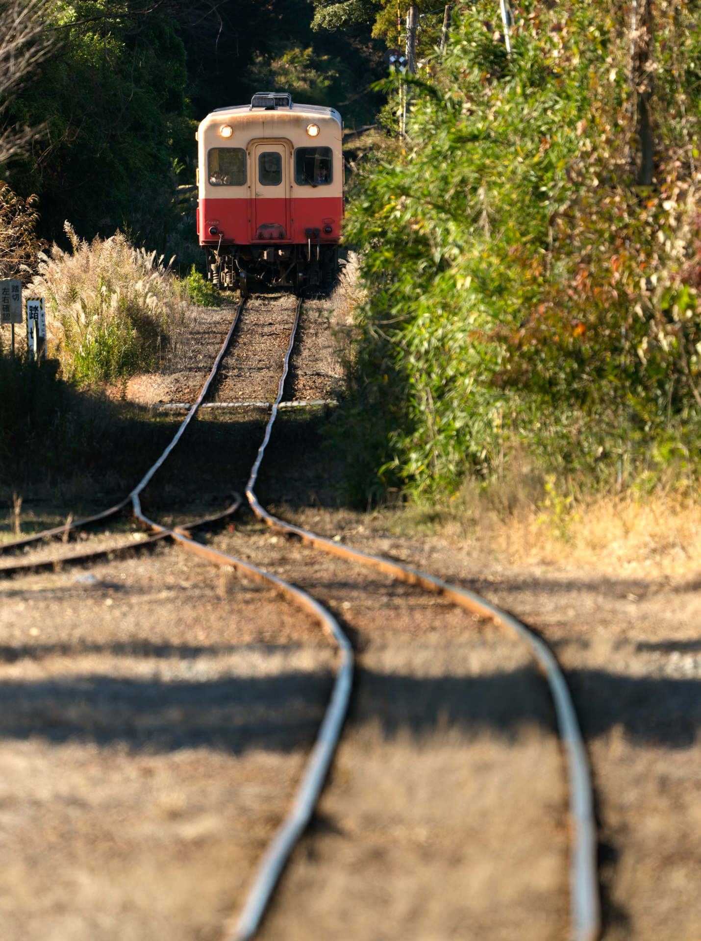 GFX100S II／GF500mmF5.6 R LM OIS WR+GF1.4X TC WR／700mm（554mm相当）／マニュアル露出（1/640秒、F8.0）／ISO 800