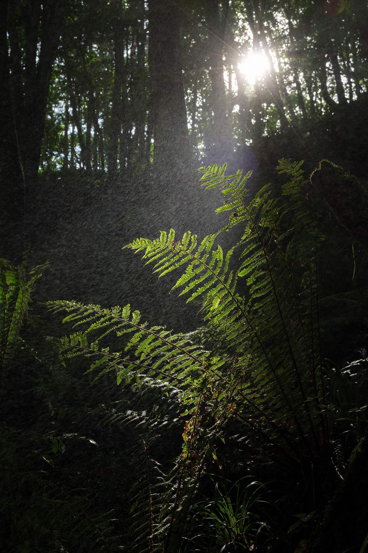 唐沢の滝の滝壺近くは飛沫が舞ってカメラも自分もびしゃびしゃに濡れる。そんな中では防塵防滴でレンズ交換もしなくていいXF16-50mmF2.8-4.8 R LM WRがとても頼りになった。逆光時のゴーストは並程度に発生するが光源を木などで少し隠せばすぐに消えるので良し。<br>X-T5／XF16-50mmF2.8-4.8 R LM WR／絞り優先AE（1/140秒・F8・-0.7EV）／ISO500／WB:4950K