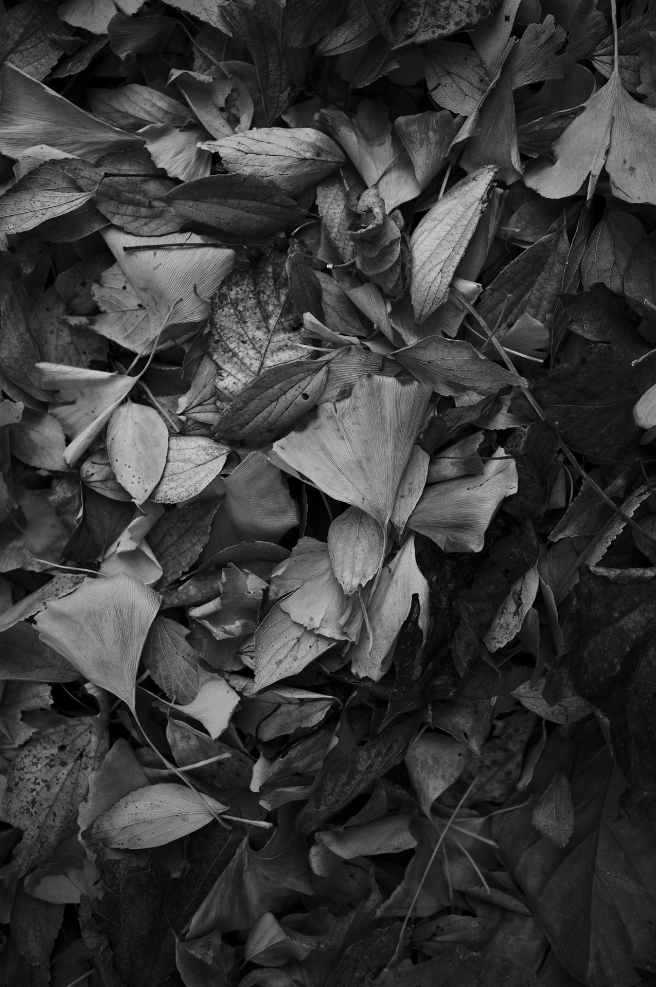 ピントが見える見える。念の為の”お願いピントブラケット”（連写しつつ微妙に前後に動いてガチピンを狙う）をしなくても一発で高精度にMFできるので、撮影時間短縮と無駄打ちが豪快に減りました。<br>LUMIX S1 / ZEISS C Biogon T* 2.8/35 ZM+SHOTEN LM-LSL M II（マウントアダプタ） / マニュアル露出（1/125秒・F2.8） / ISO125 / フォトスタイル：L.モノクロームD