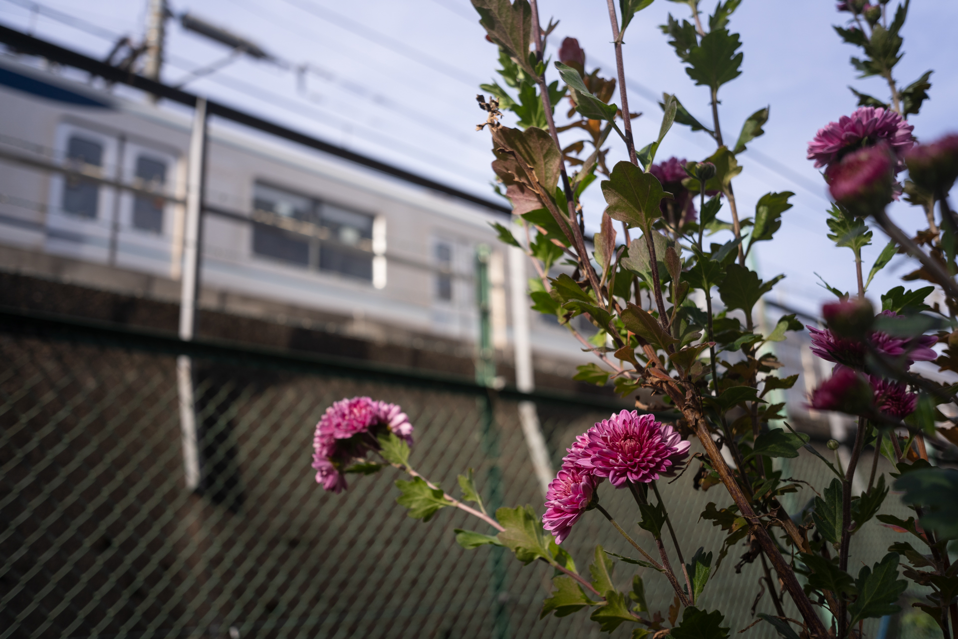 順光だとコントラストや色乗りもしっかりしている。ボケ味もオールドレンズライクで味わい深い<br>ソニーα7 III／Viltrox AF 28mm F4.5／マニュアル露出（F4.5、1/640秒）／ISO 100