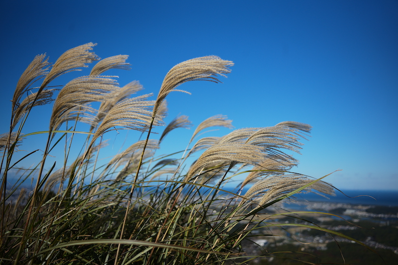 サンプル画像（提供：焦点工房、以下同）