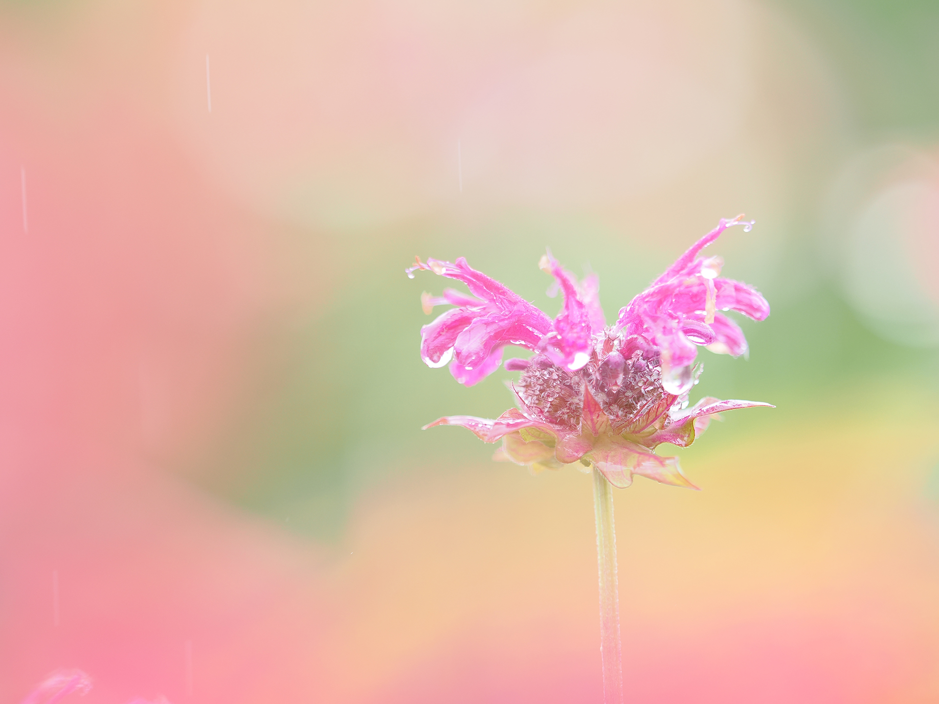 全身びっしょりになるぐらいの雨の日に撮影したハーブガーデンのベルガモット。カメラ、レンズともに防塵防滴なので、水滴の撮影も安心して楽しめました。M.ZUIKO DIGITAL ED 40-150mm F2.8 PROは綺麗なボケが作れるので、お気に入りの相棒レンズです<br>OM-1 Mark II／M.ZUIKO DIGITAL ED 40-150mm F2.8 PRO／75mm（150mm相当）／絞り優先AE（1/250秒、F2.8、+1.7EV）／ISO 400