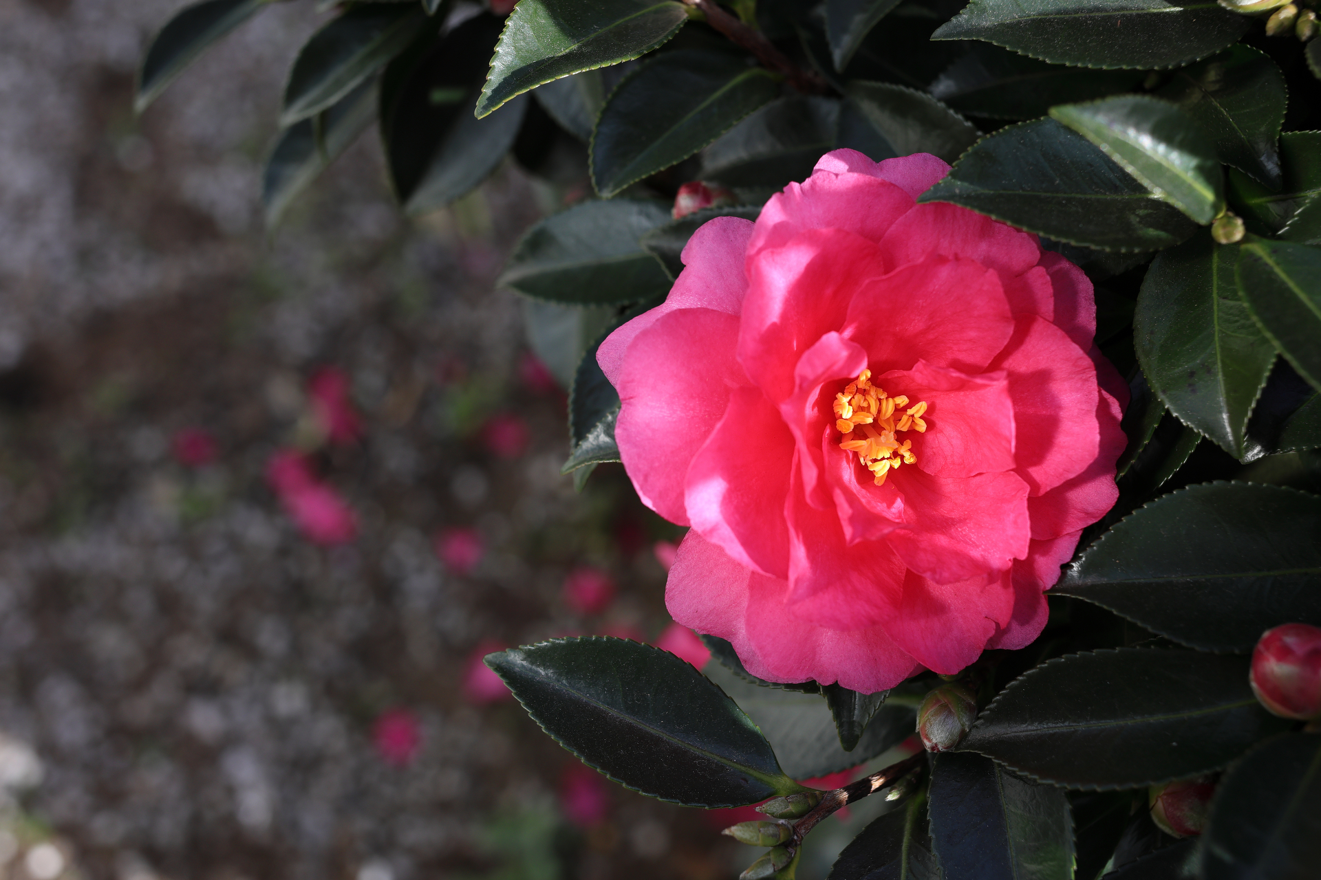 お仕事写真はさすがにここに掲載できないので庭の山茶花を撮ってと。何にも指示していないのに雄しべのあたりにフォーカスするんだよね<br>EOS R6 Mark II／EF40mm f/2.8 STM／40mm／（1/320秒、F5.6）／ISO 250