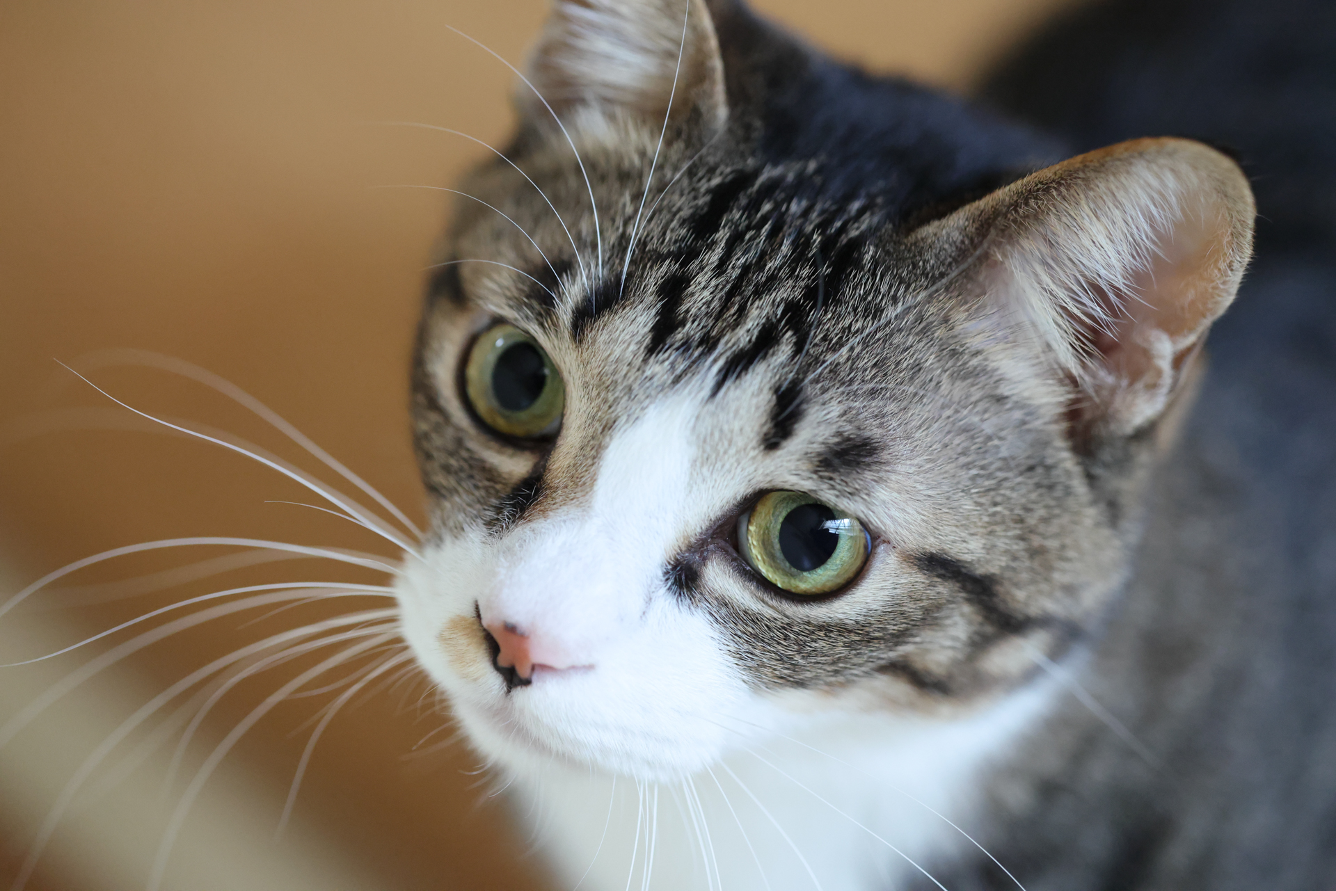 EOS R5 Mark II／RF70-200mm F2.8 L IS USM Z／168mm／絞り優先AE（1/250秒、F3.2、＋0.7EV）／ISO 8000