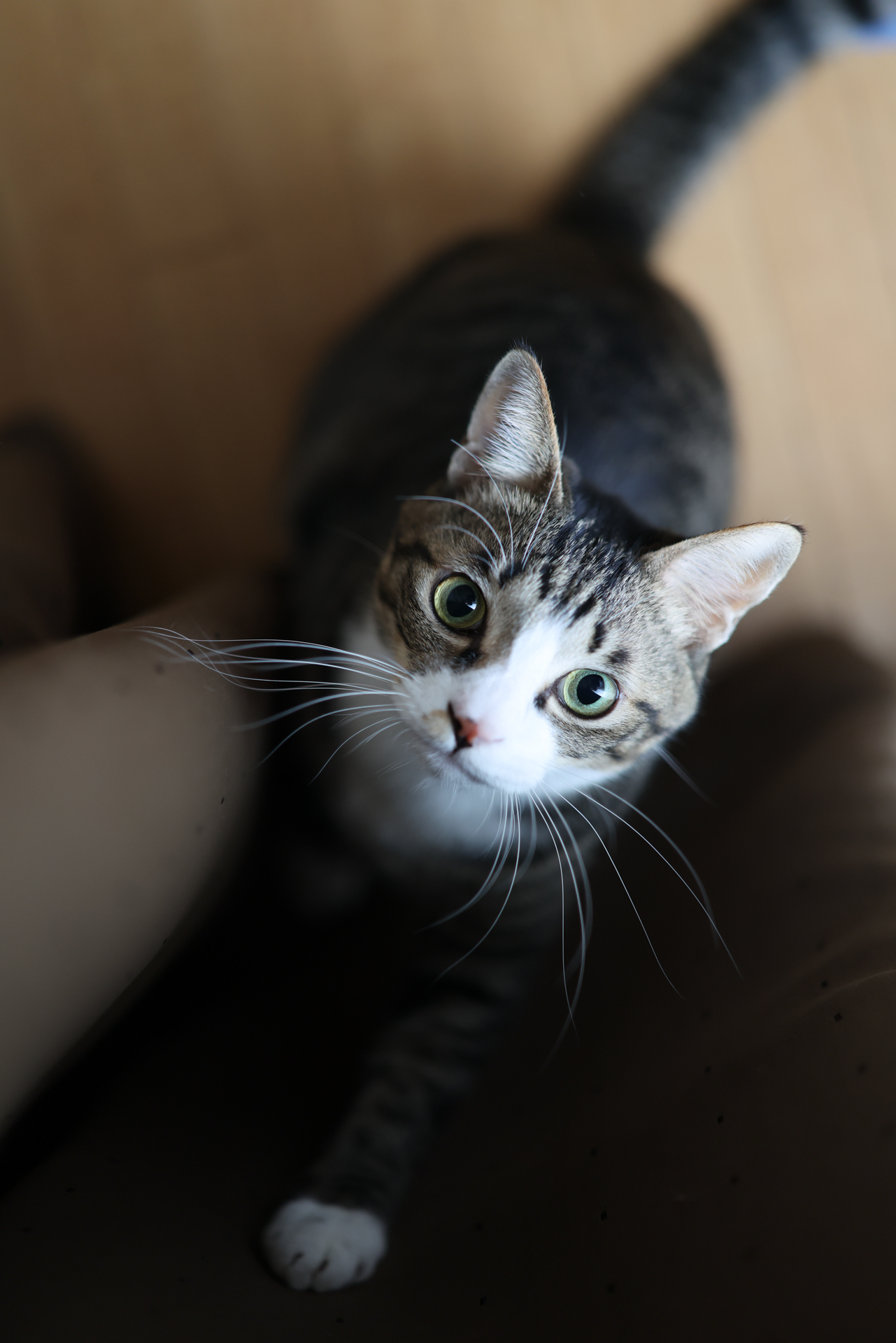 キヤノン EOS R5 Mark II／RF50mm F1.4 L VCM／50mm／絞り優先AE（1/200秒、F1.4、±0.0EV）／ISO 800