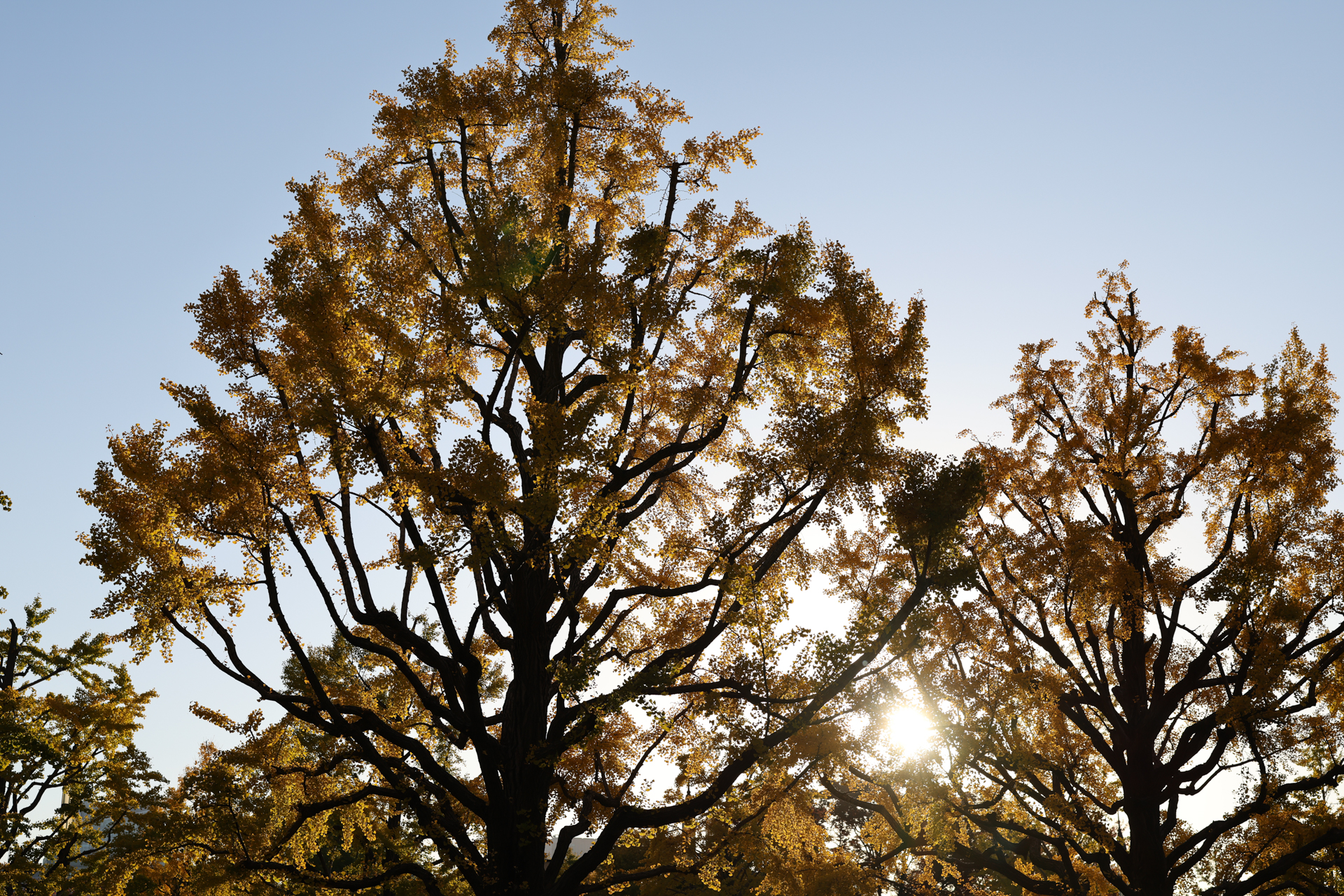 キヤノン EOS R5 Mark II／RF50mm F1.4 L VCM／50mm／絞り優先AE（1/800秒、F4.5、＋0.7EV）／ISO 100