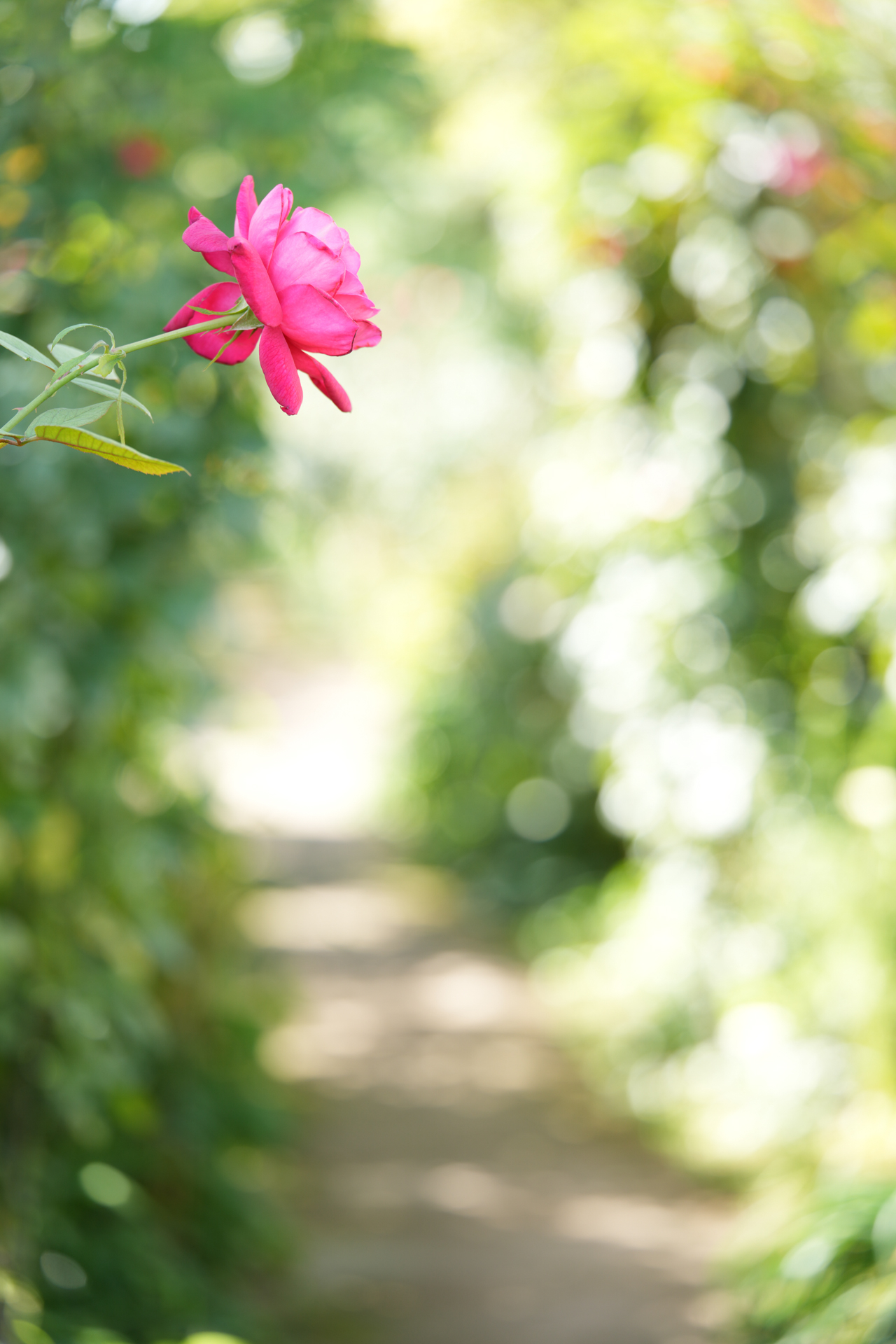 ソニー α7R V／タムロン 90mm F/2.8 Di III MACRO VXD （Model F072）／90mm／絞り優先AE（1/100秒、F3.2、＋1.7EV）／ISO 125