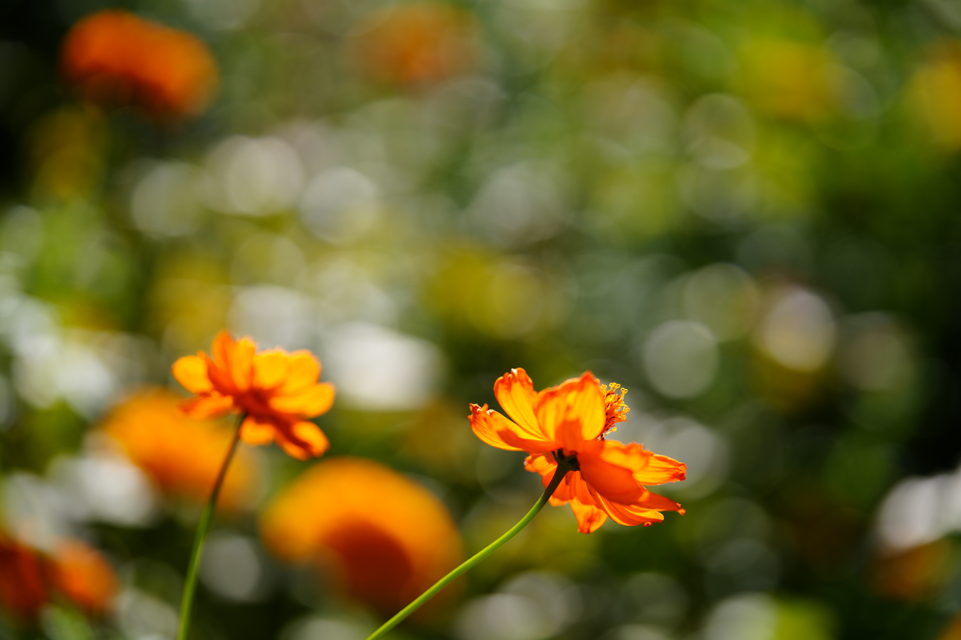 ソニー α7R V／タムロン 90mm F/2.8 Di III MACRO VXD （Model F072）／90mm／絞り優先AE（1/1,000秒、F2.8、＋0.3EV）／ISO 100