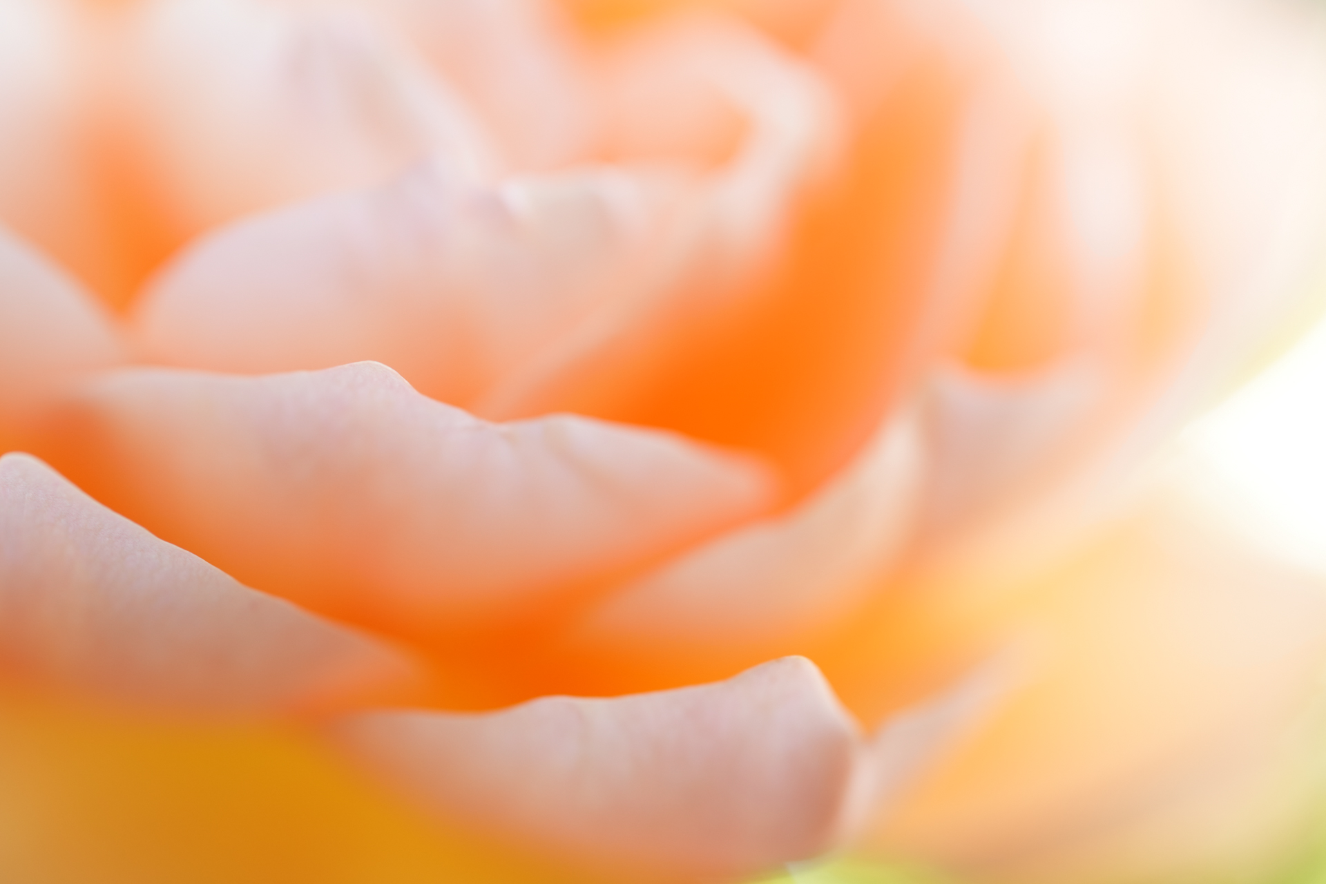 ソニー α7R V／タムロン 90mm F/2.8 Di III MACRO VXD （Model F072）／90mm／絞り優先AE（1/100秒、F2.8、＋1.7EV）／ISO 500