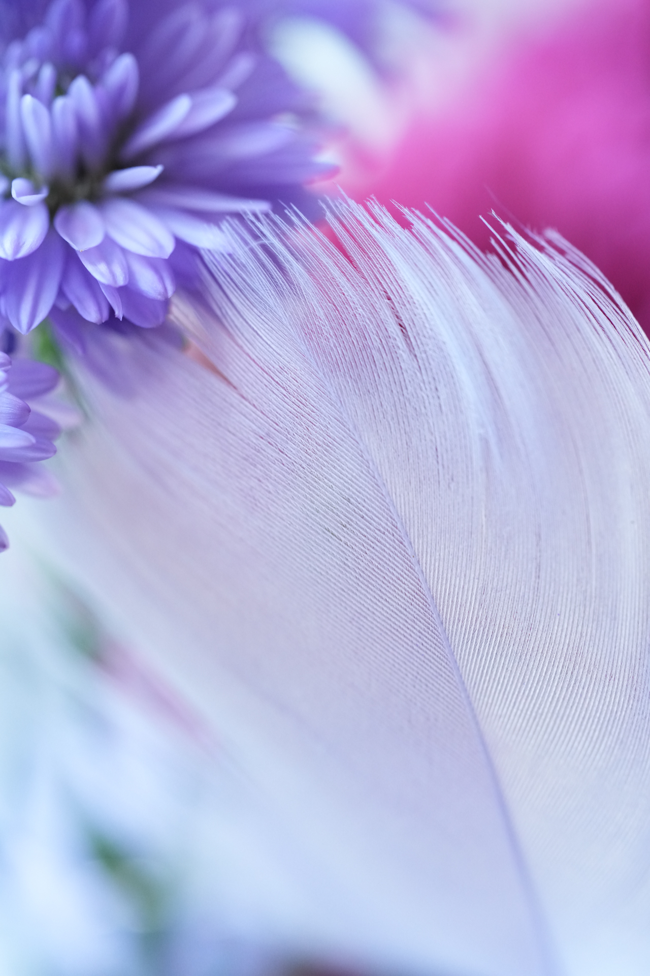 ソニー α7R V／タムロン 90mm F/2.8 Di III MACRO VXD （Model F072）／90mm／絞り優先AE（1/100秒、F4.0、＋1.3EV）／ISO 3200