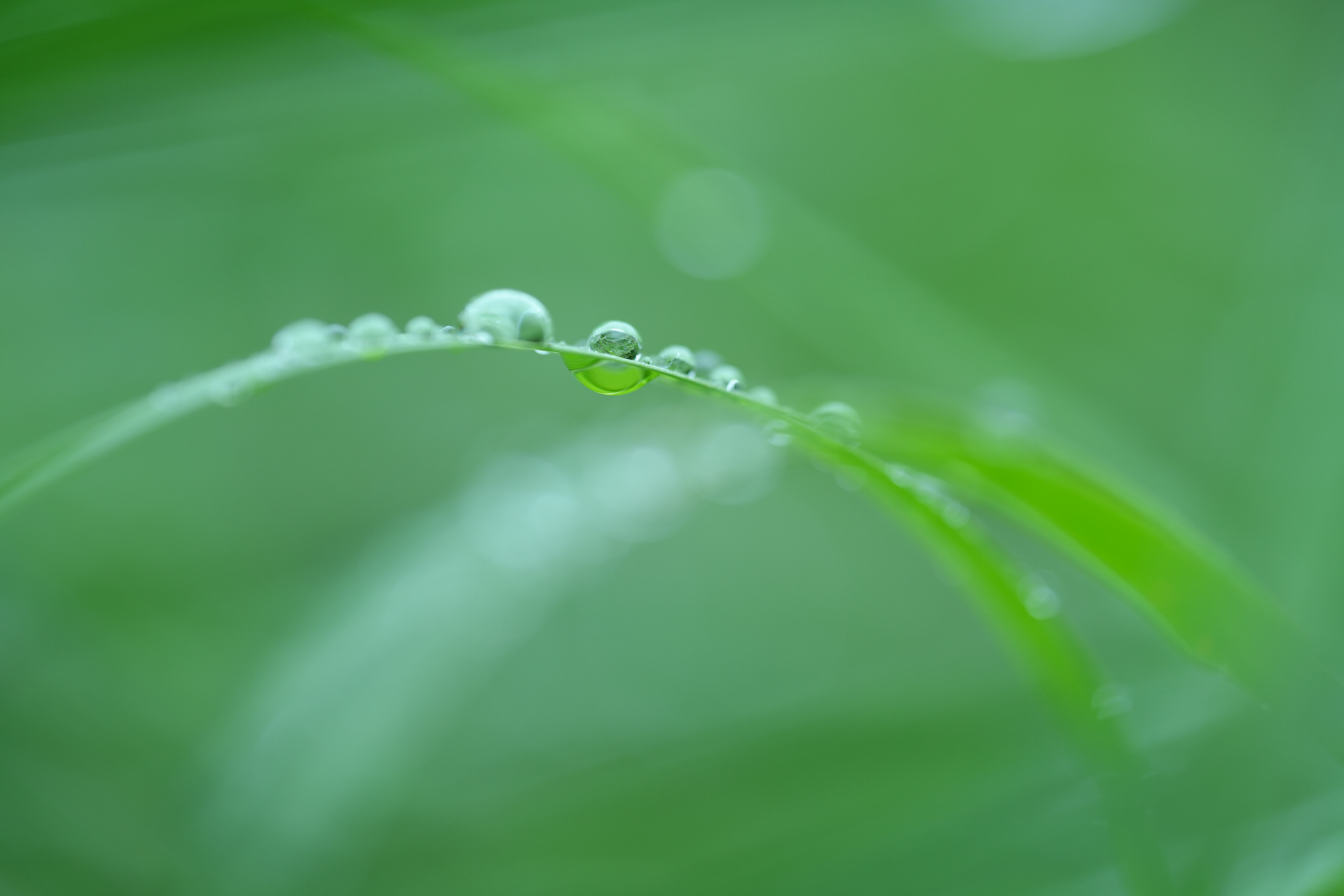 ソニー α7R V／タムロン 90mm F/2.8 Di III MACRO VXD （Model F072）／90mm／絞り優先AE（1/200秒、F2.8、＋0.3EV）／ISO 400