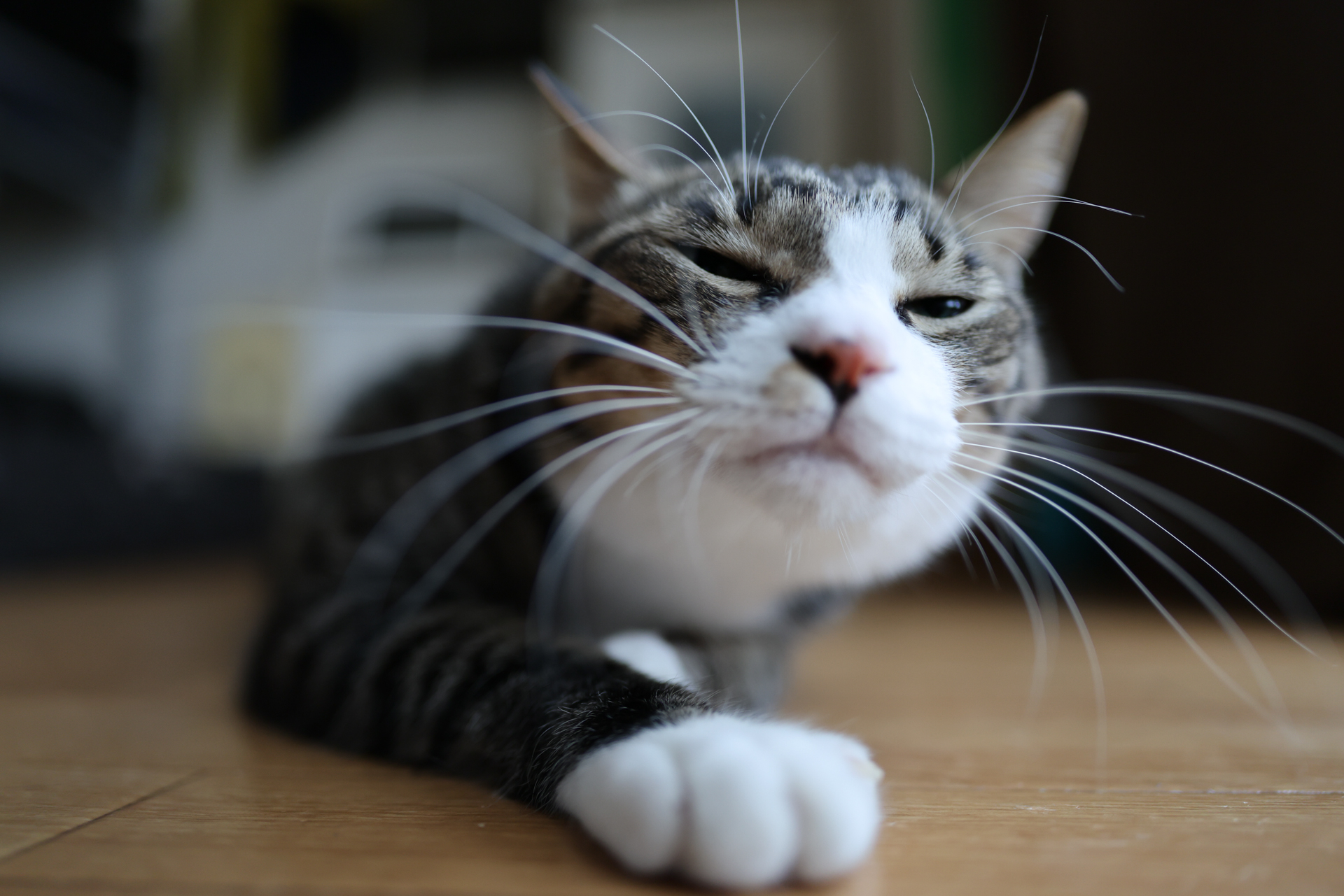 キヤノン EOS R5 Mark II／RF24mm F1.4 L VCM／24mm／絞り優先AE（1/400秒、F1.4、±0.0EV）／ISO 800