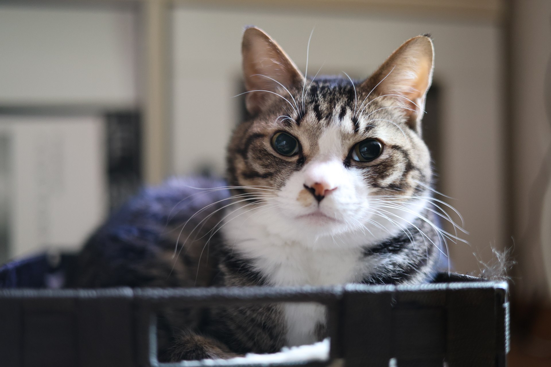 キヤノン EOS R8／RF50mm F1.8 STM／50mm／絞り優先AE（1/60秒、F1.8、＋0.3EV）／ISO 3200