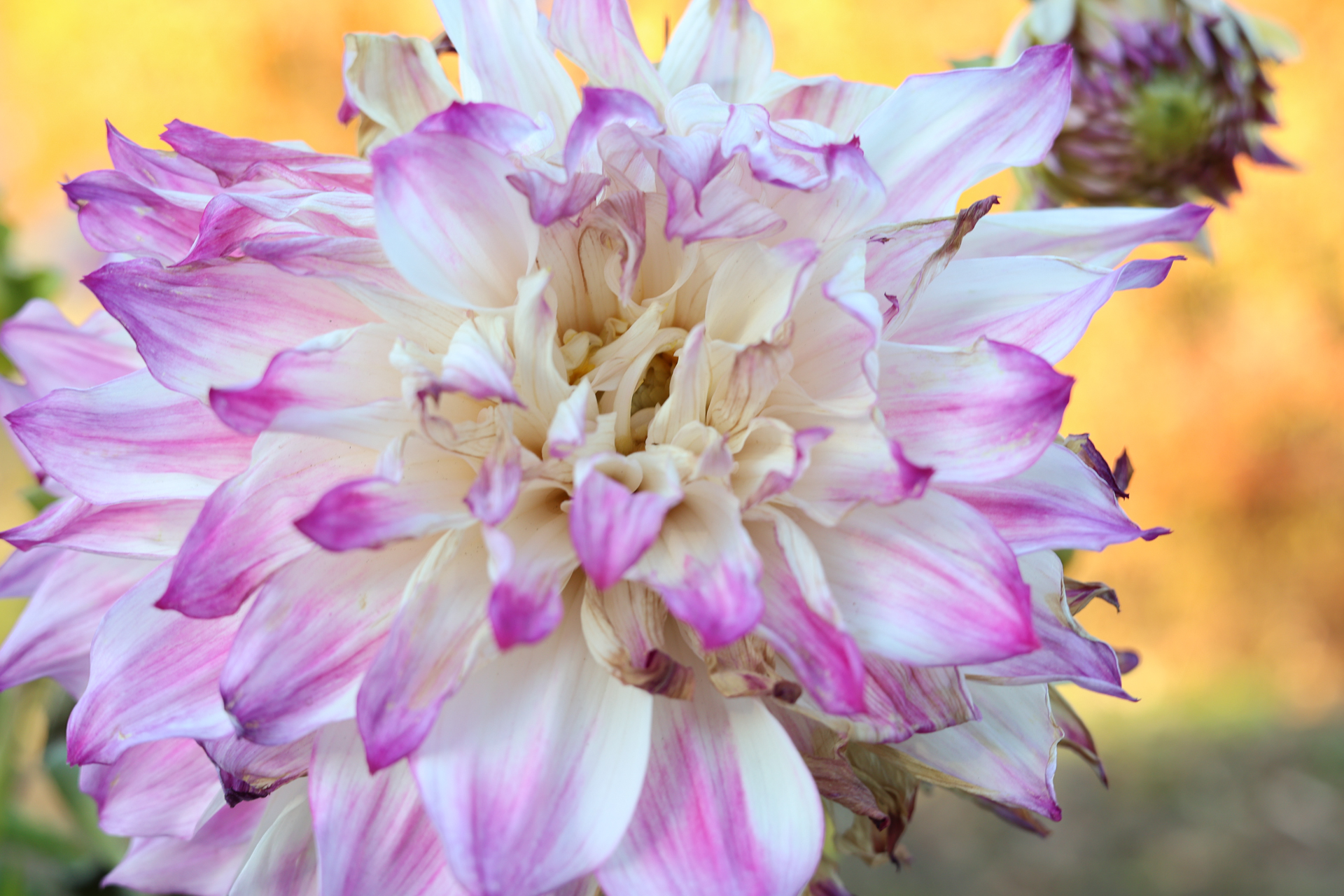 キヤノン EOS R8／RF50mm F1.8 STM／50mm／絞り優先AE（1/80秒、F5.6、＋1.0EV）／ISO 320