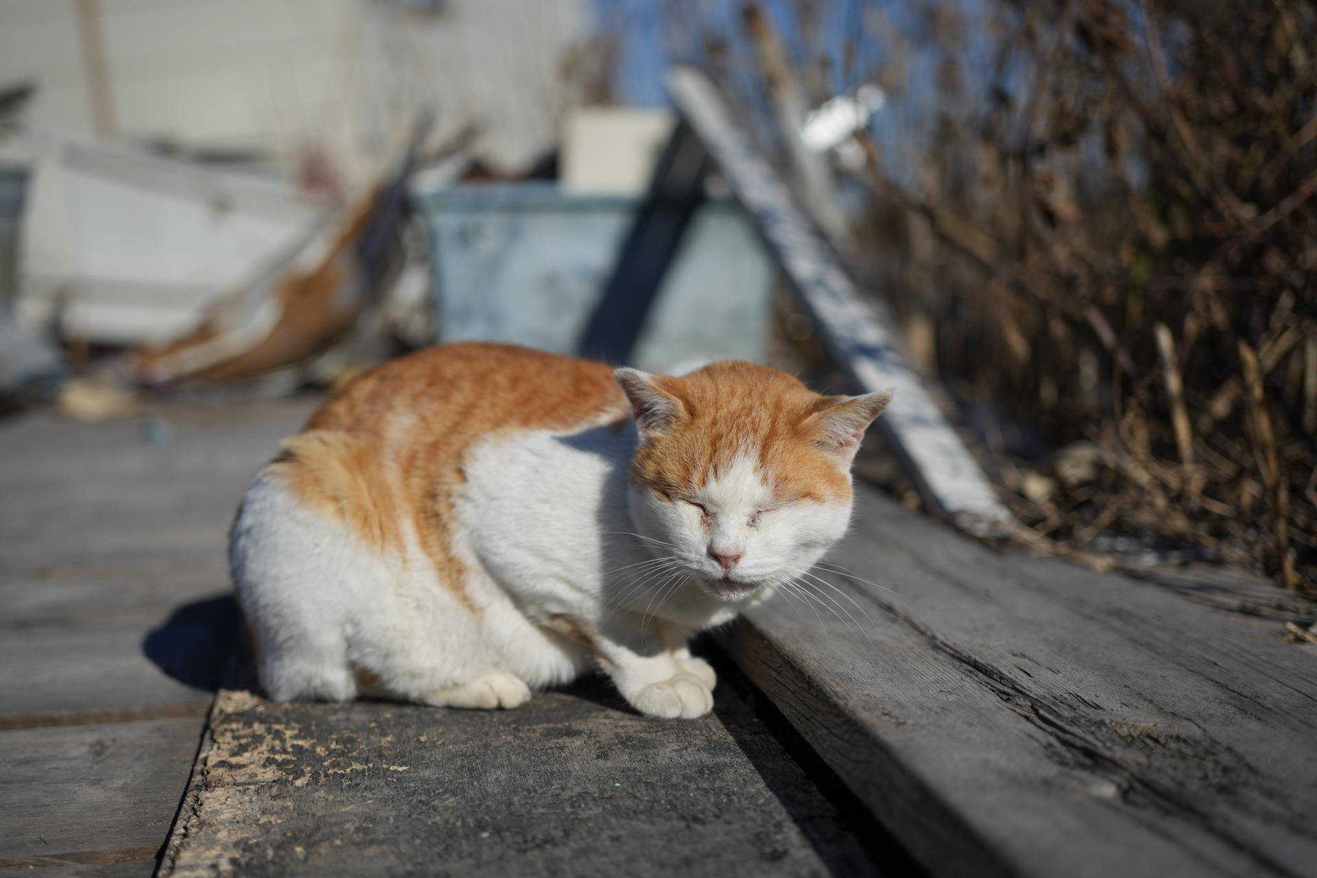 ソニー α7 IV／FE 50mm F2.5 G／50mm／絞り優先AE（1/6,000秒、F2.5、−0.3EV）／ISO 100