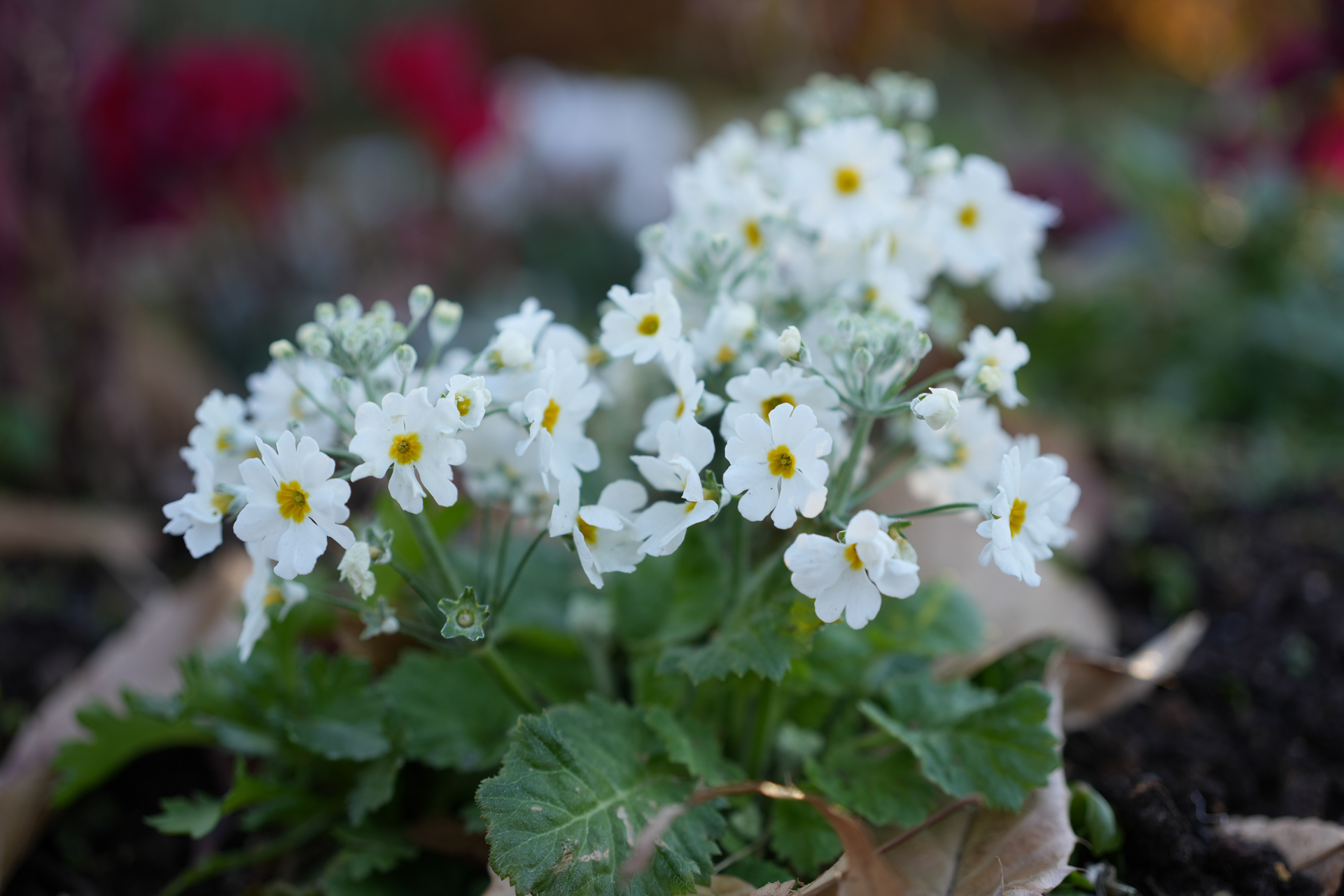 ソニー α7 IV／FE 50mm F2.5 G／50mm／絞り優先AE（1/160秒、F2.8、＋0.3EV）／ISO 100