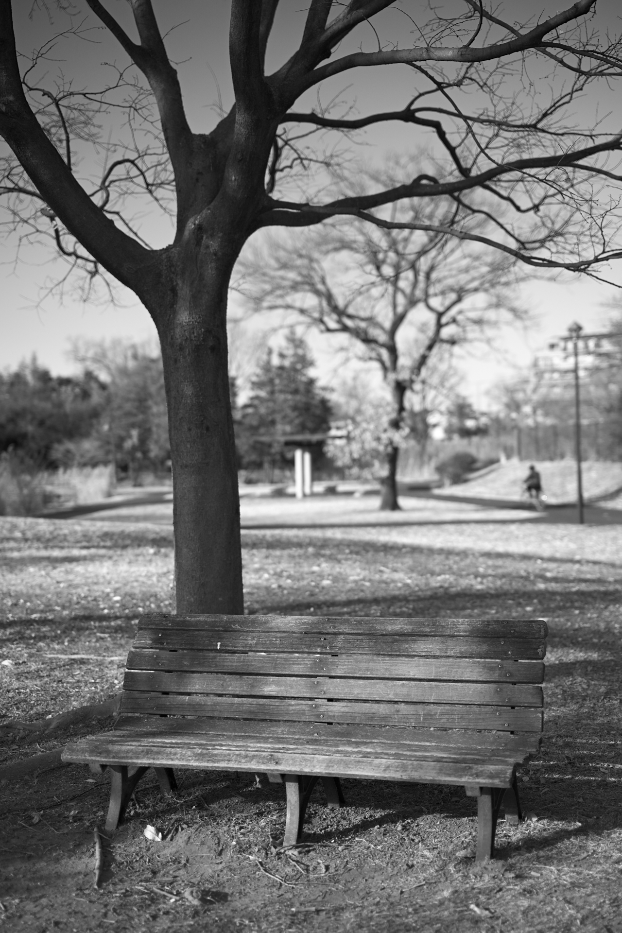 ニコン Z6 III／NIKKOR Z 50mm f/1.4／50mm／絞り優先AE（1/1,250秒、F2.0、＋0.3EV）／ISO 100